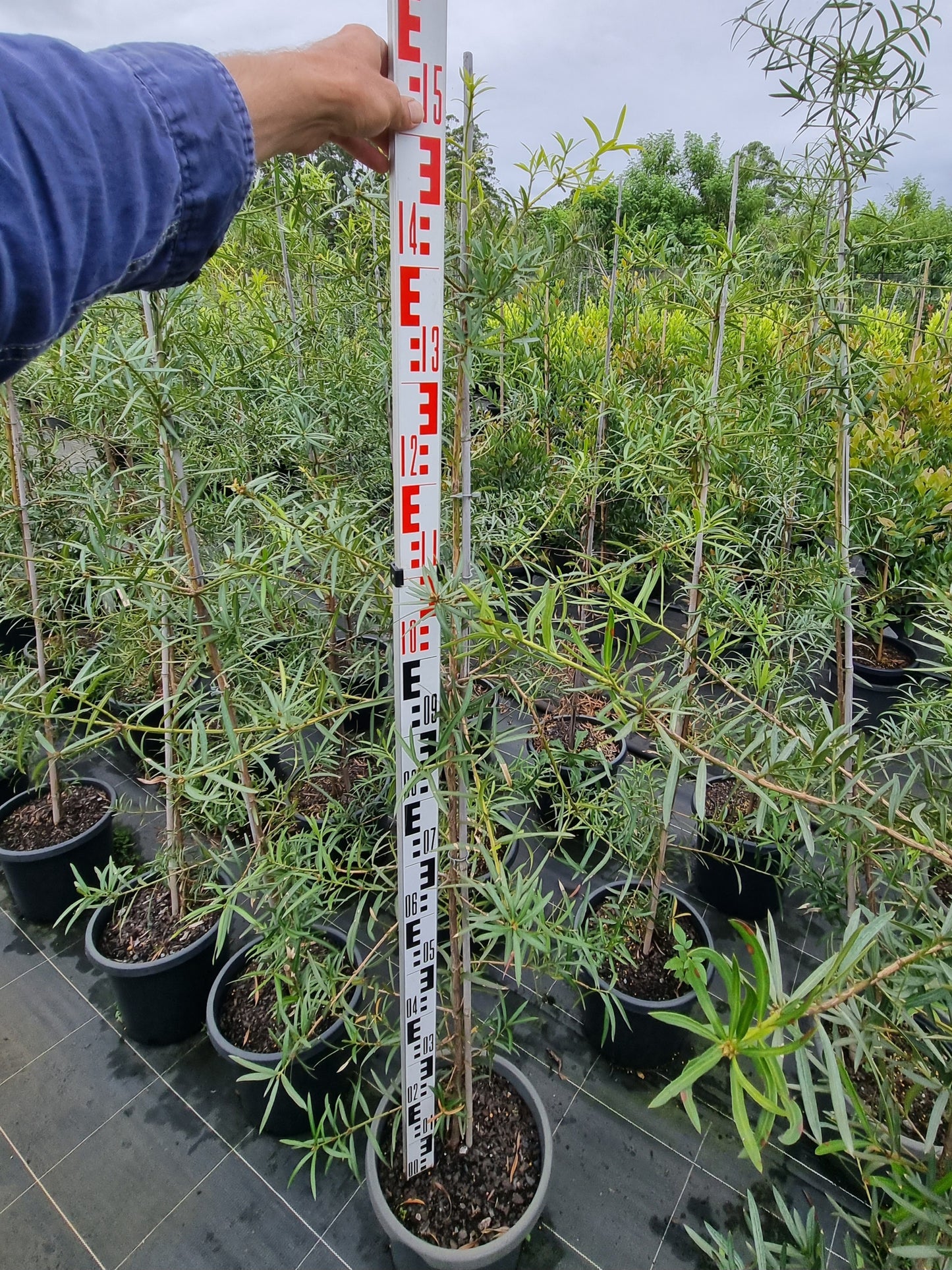 Podocarpus elatus 300mm