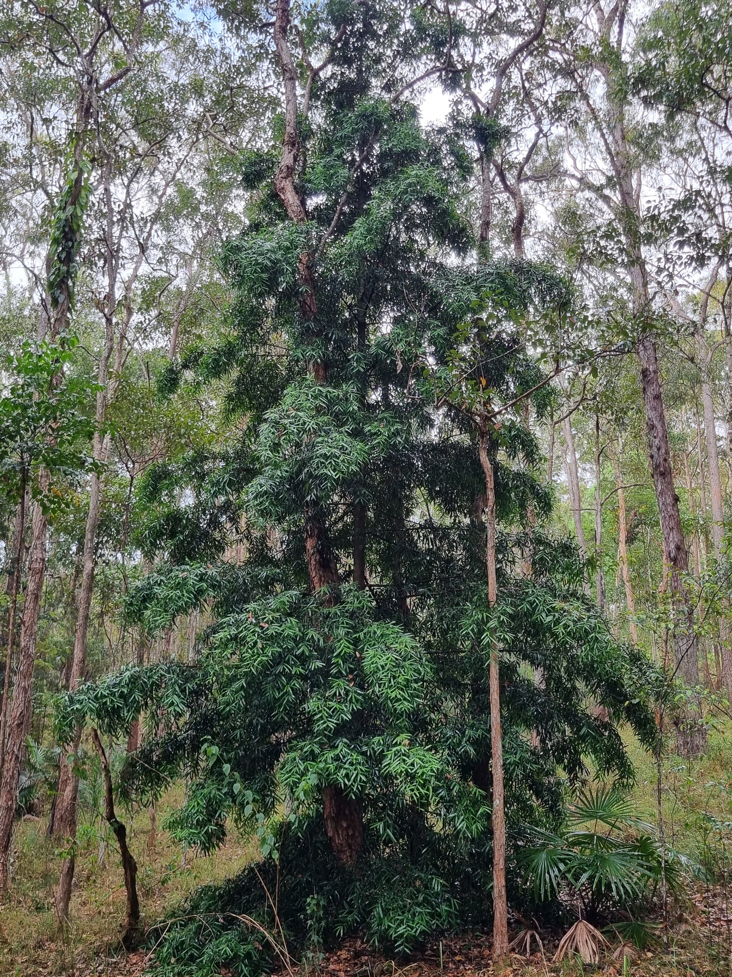 Brown Plum Pine - Podocarpus elatus