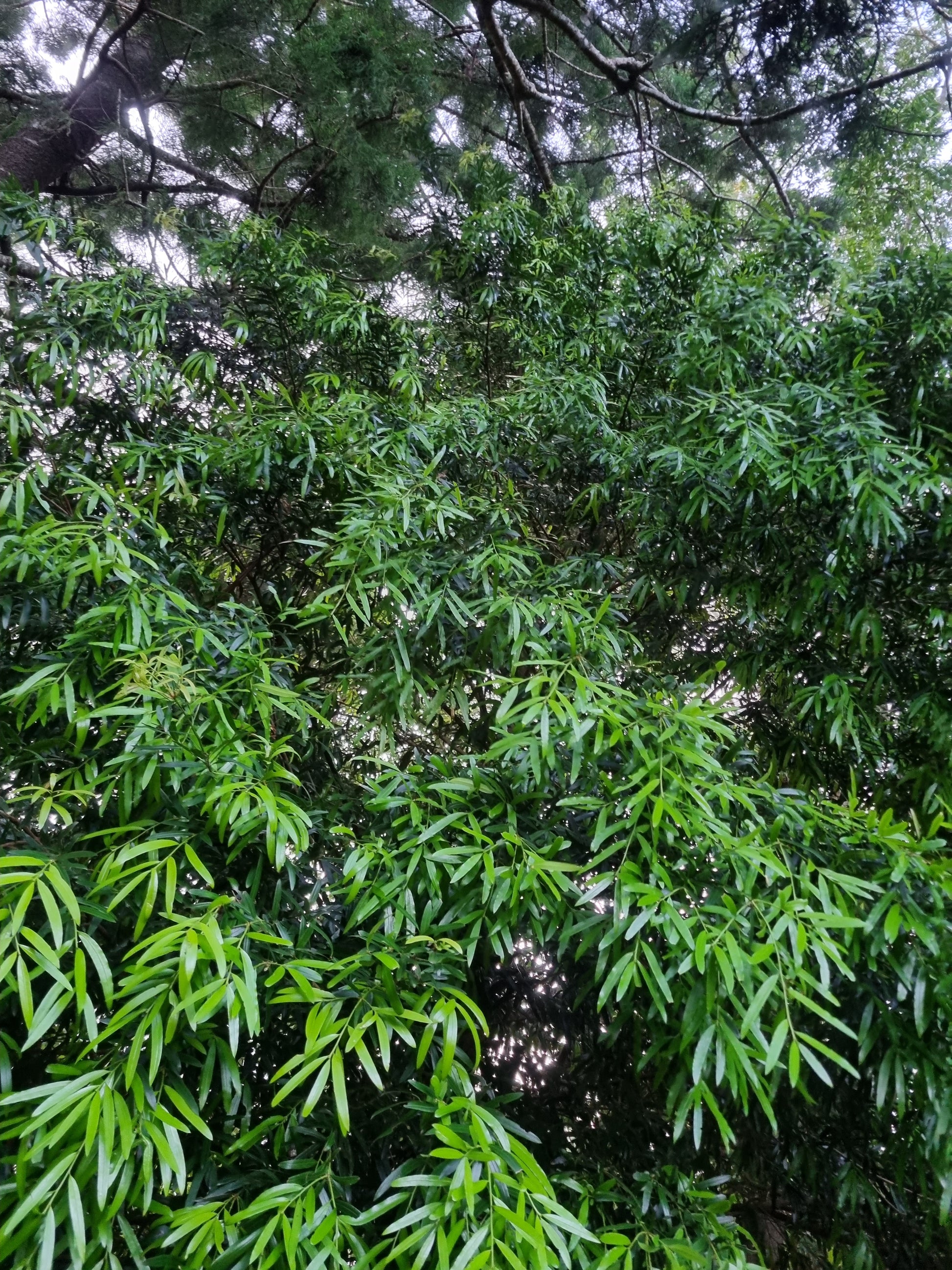 Podocarpus elatus - Brown Plum Pine Leaves