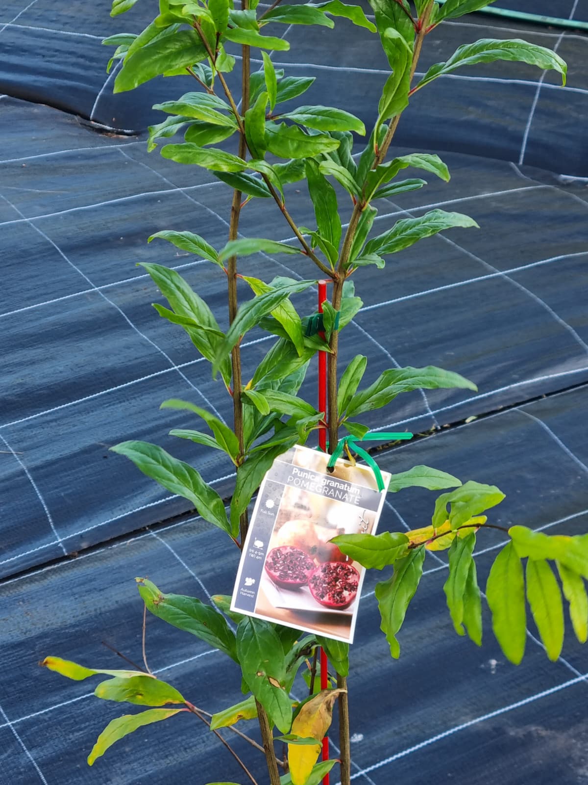 Closeup pomegranate plant, ideal to grow in Brisbane