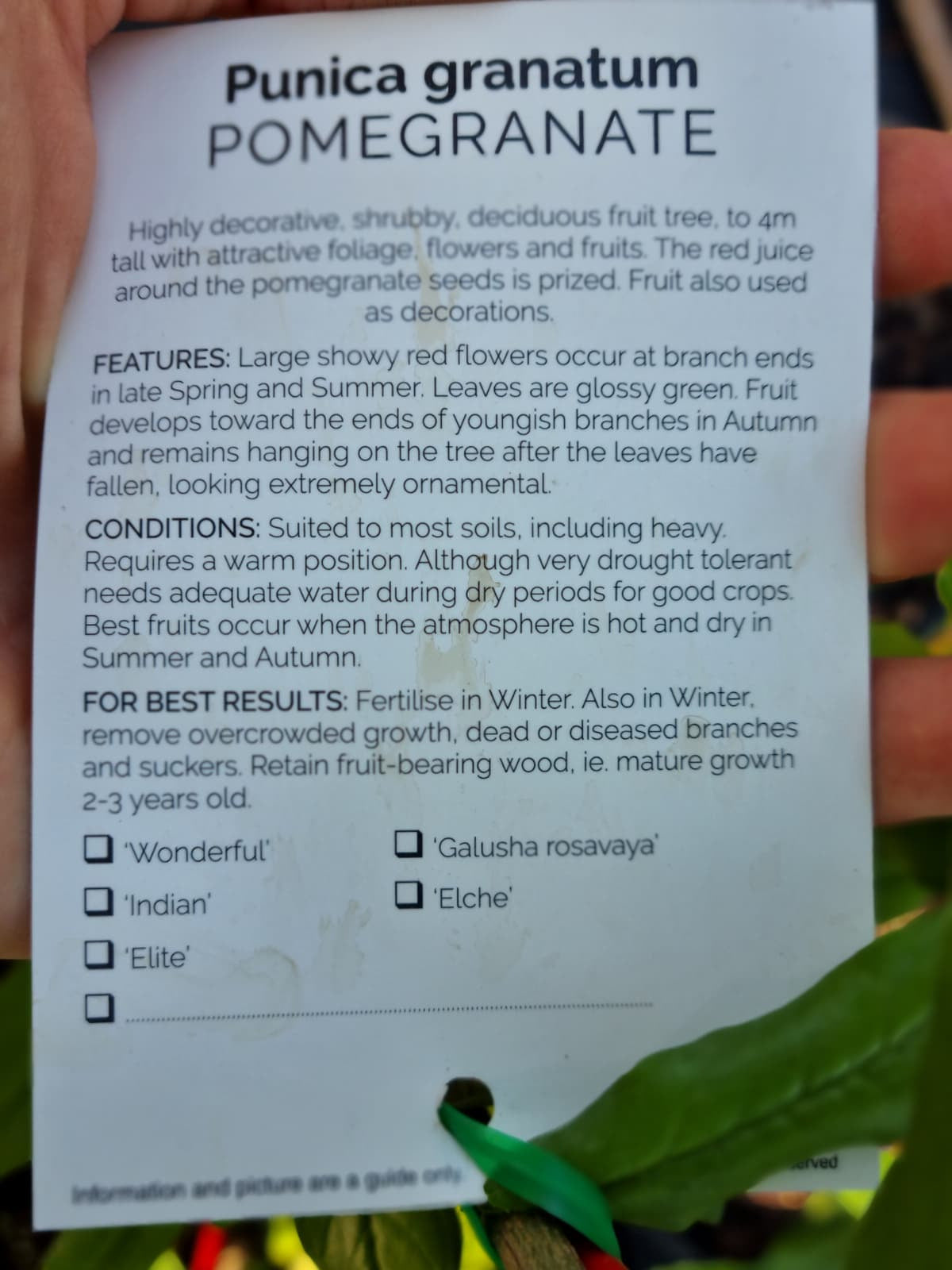 Highly decorative tree produces red sweet fruit and very nutritious.