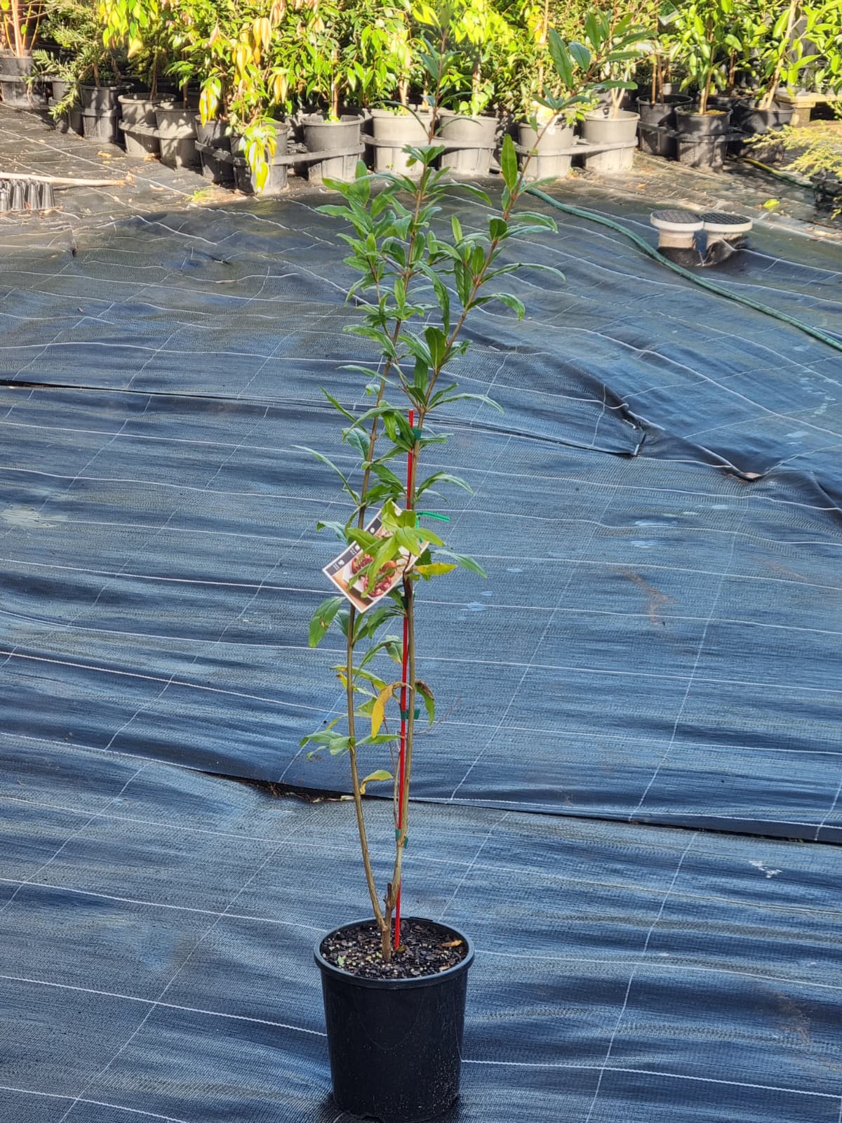 Pomegranate medium sized tree, good decorative plant and sweet fruit to harvest in autumn 