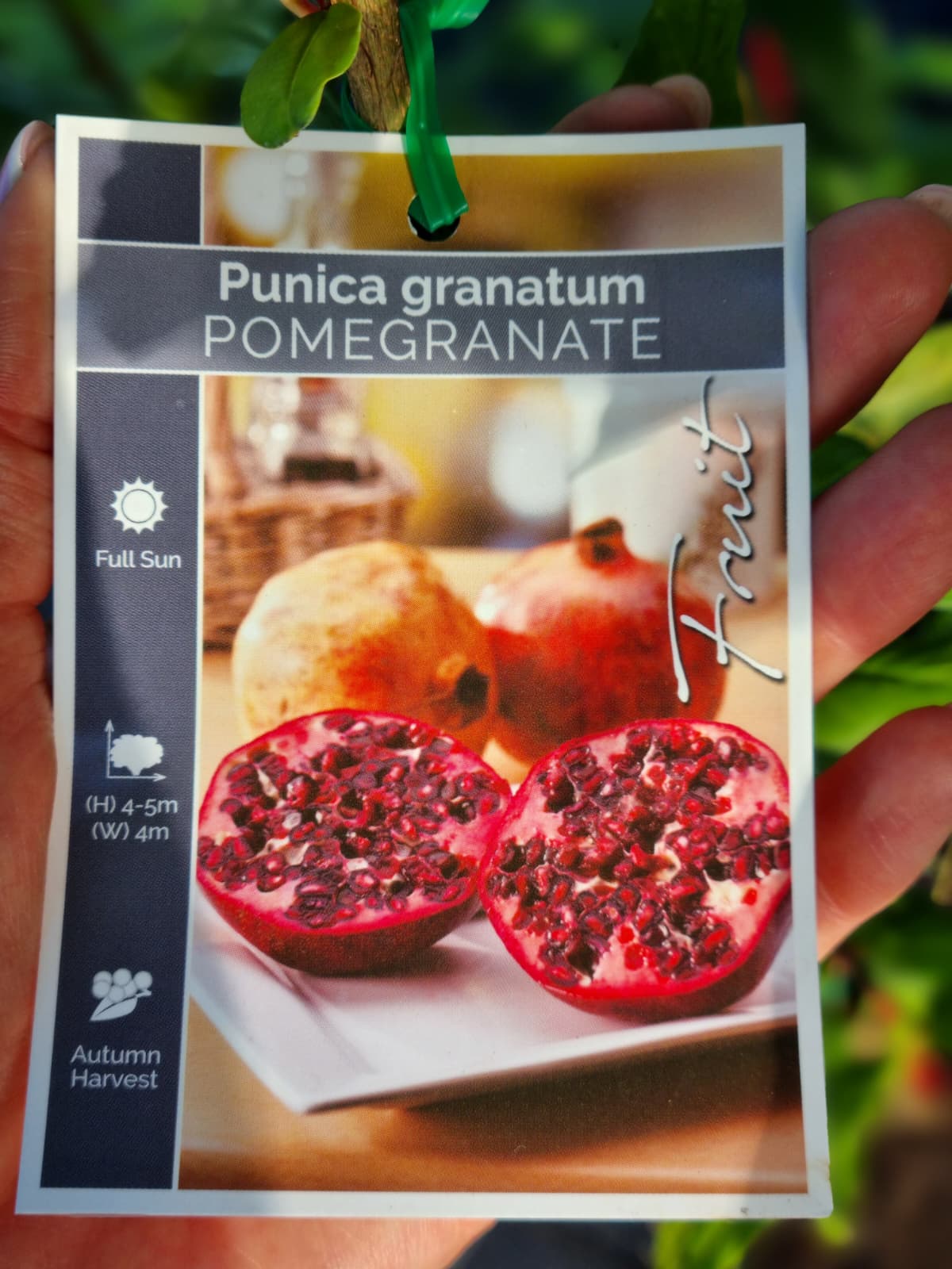 Pomegranate delicious fruit during autum