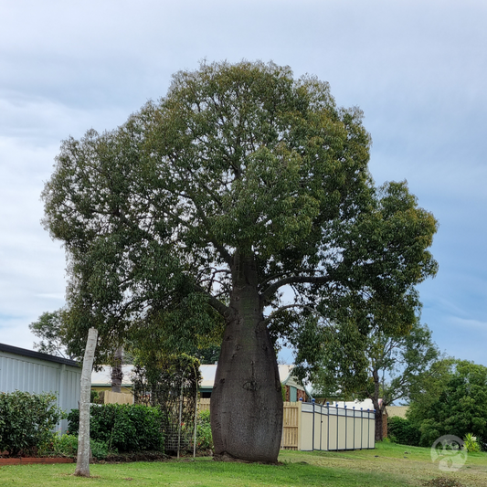 Queensland Bottle Tree - Brachychiton rupestris - Delivertree