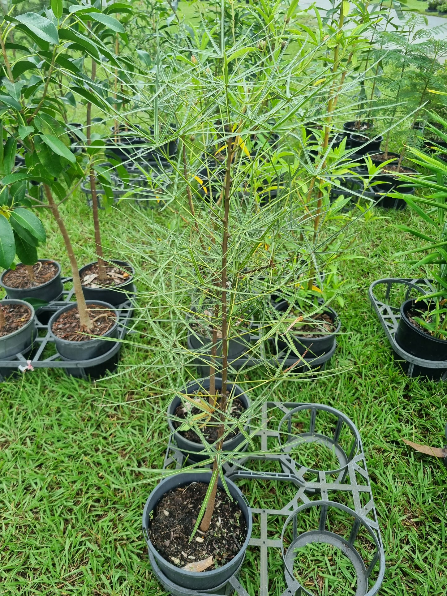 Queensland Bottle Tree 200mm pot