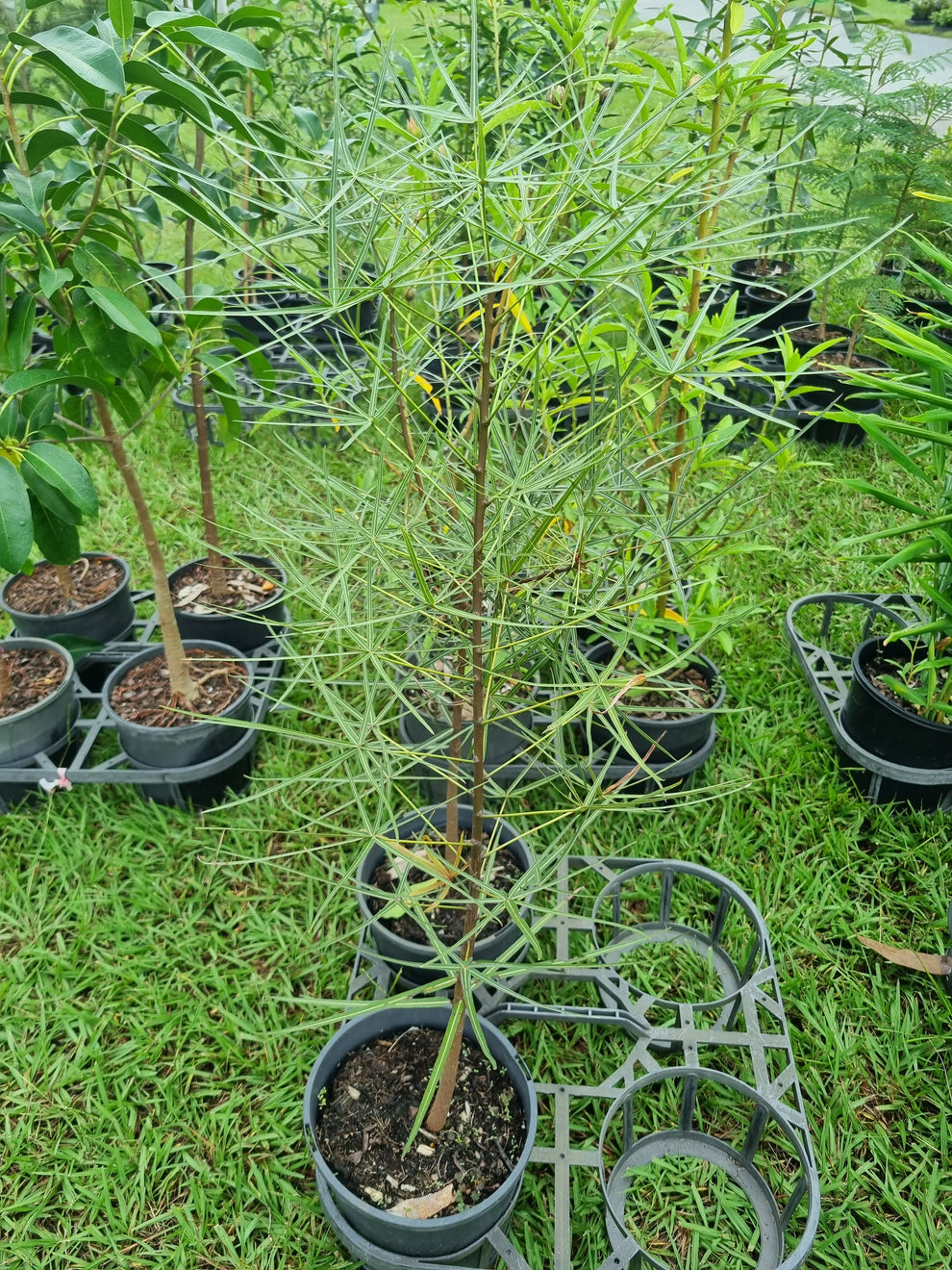 Queensland Bottle Tree - Brachychiton rupestris – Delivertree
