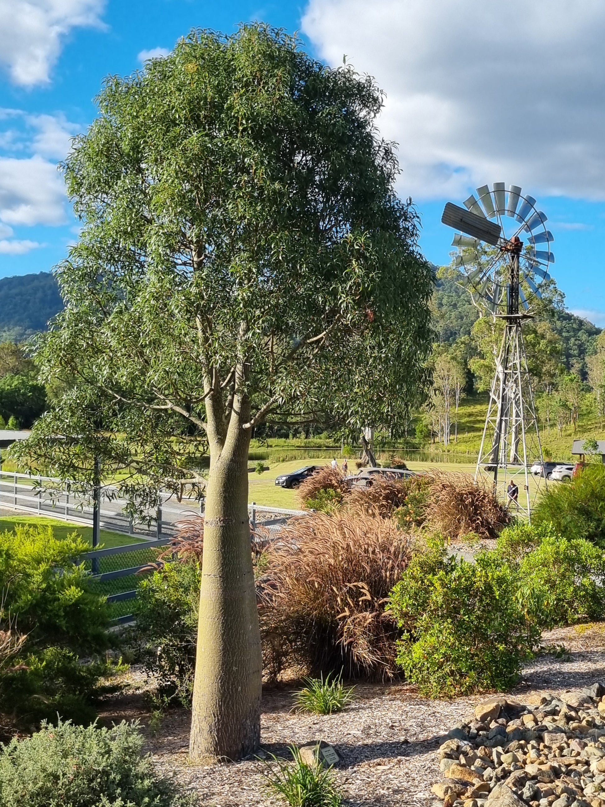 Bottle Tree in the garden at seven hills estate with a windmill in the background