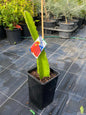 Red Dragon fruit plant in a square pot, bright large pink fruit