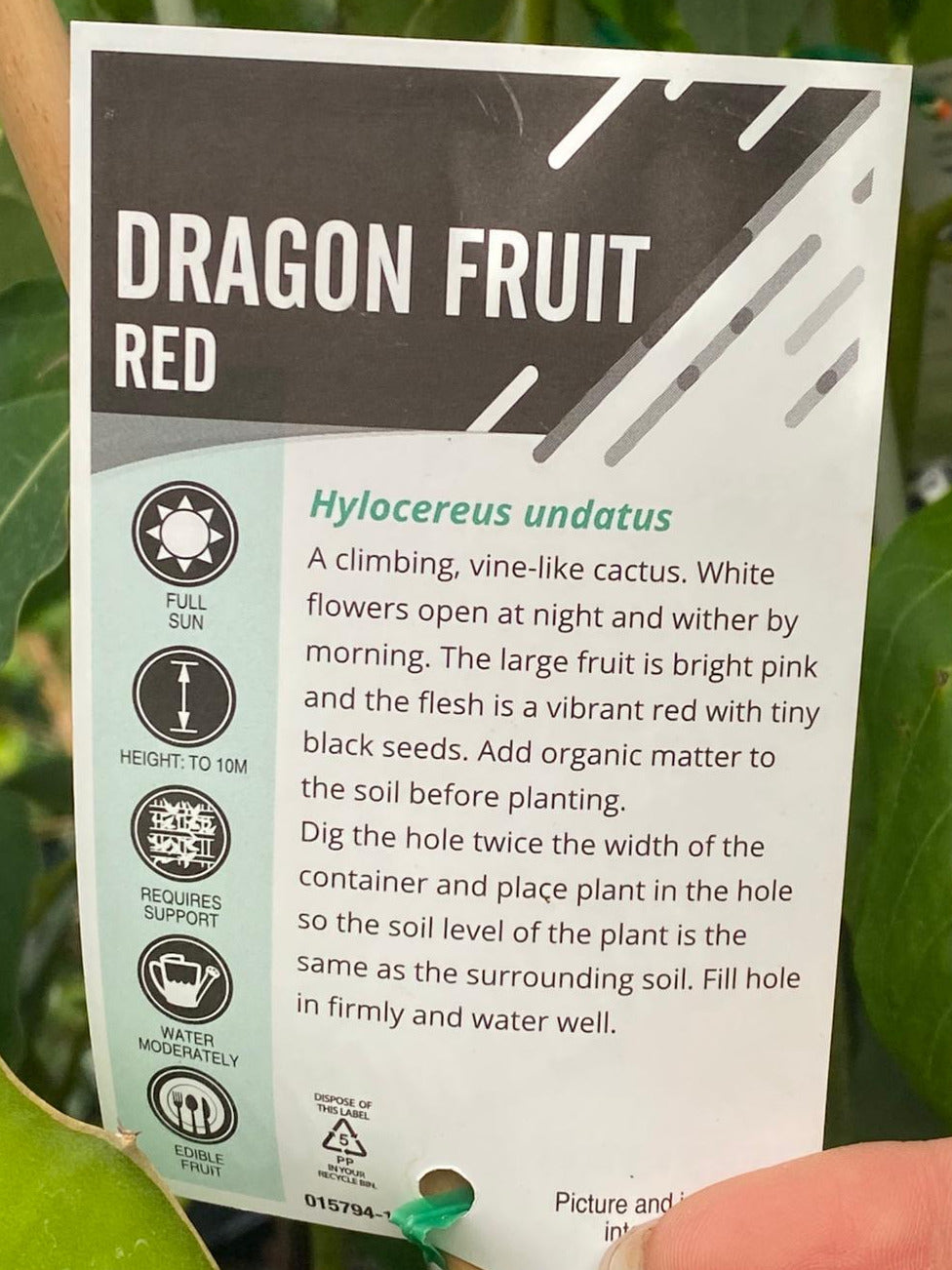 Red Dragon Fruit to grow in Brisbane, sweet large pink fruit during summer