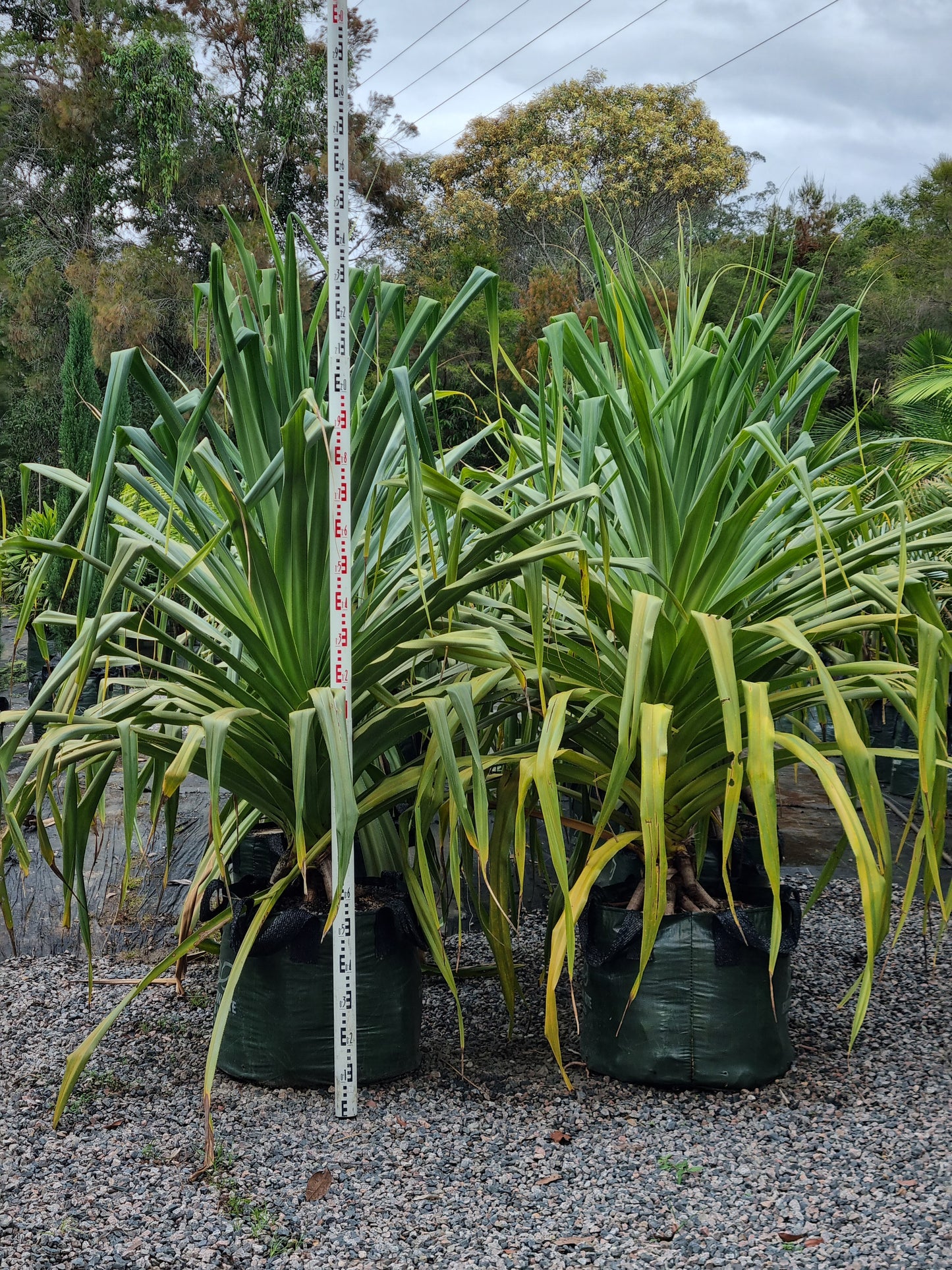 Screw Pine - Pandanus pedunculatus