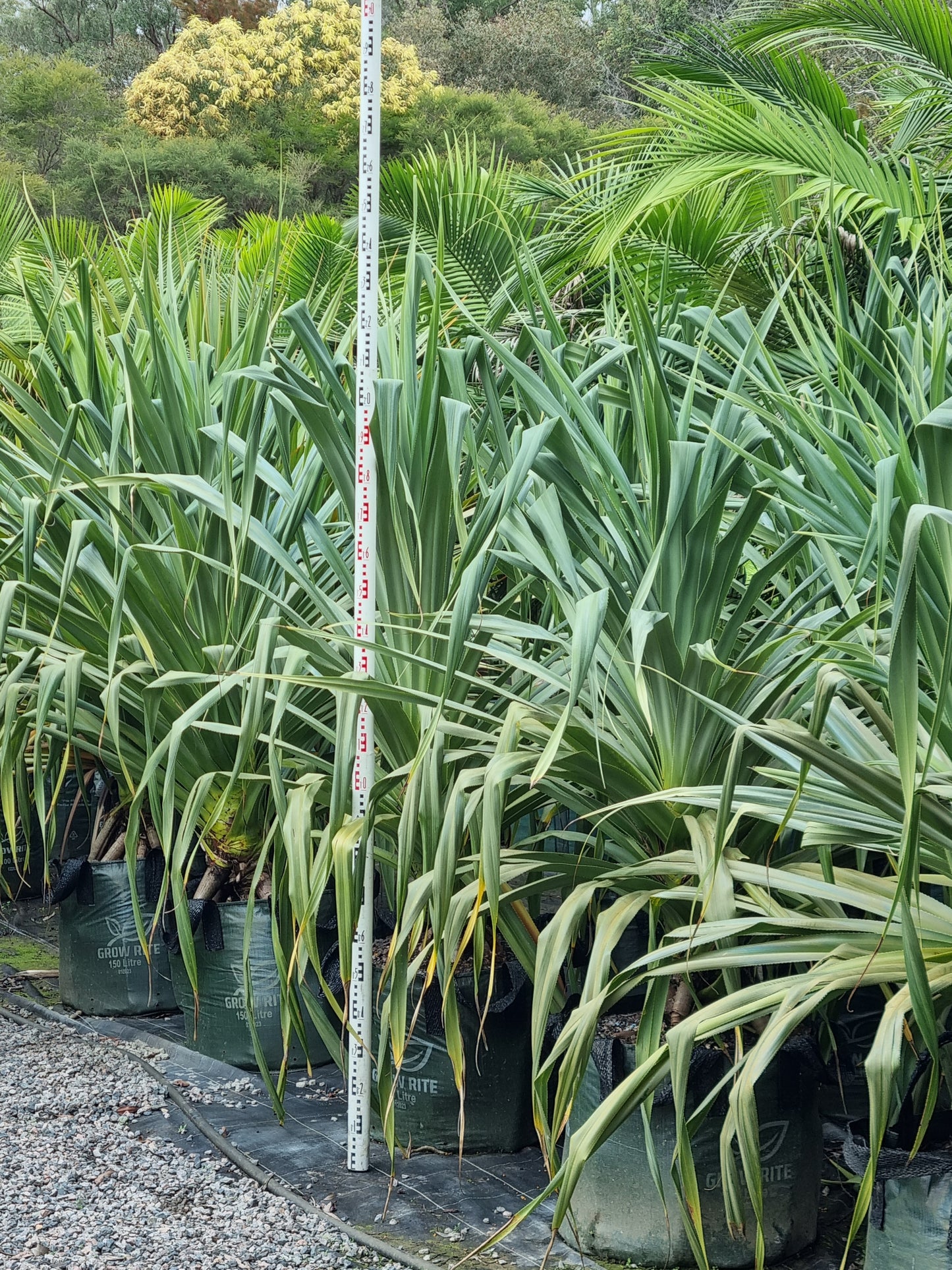Screw Pine - Pandanus pedunculatus