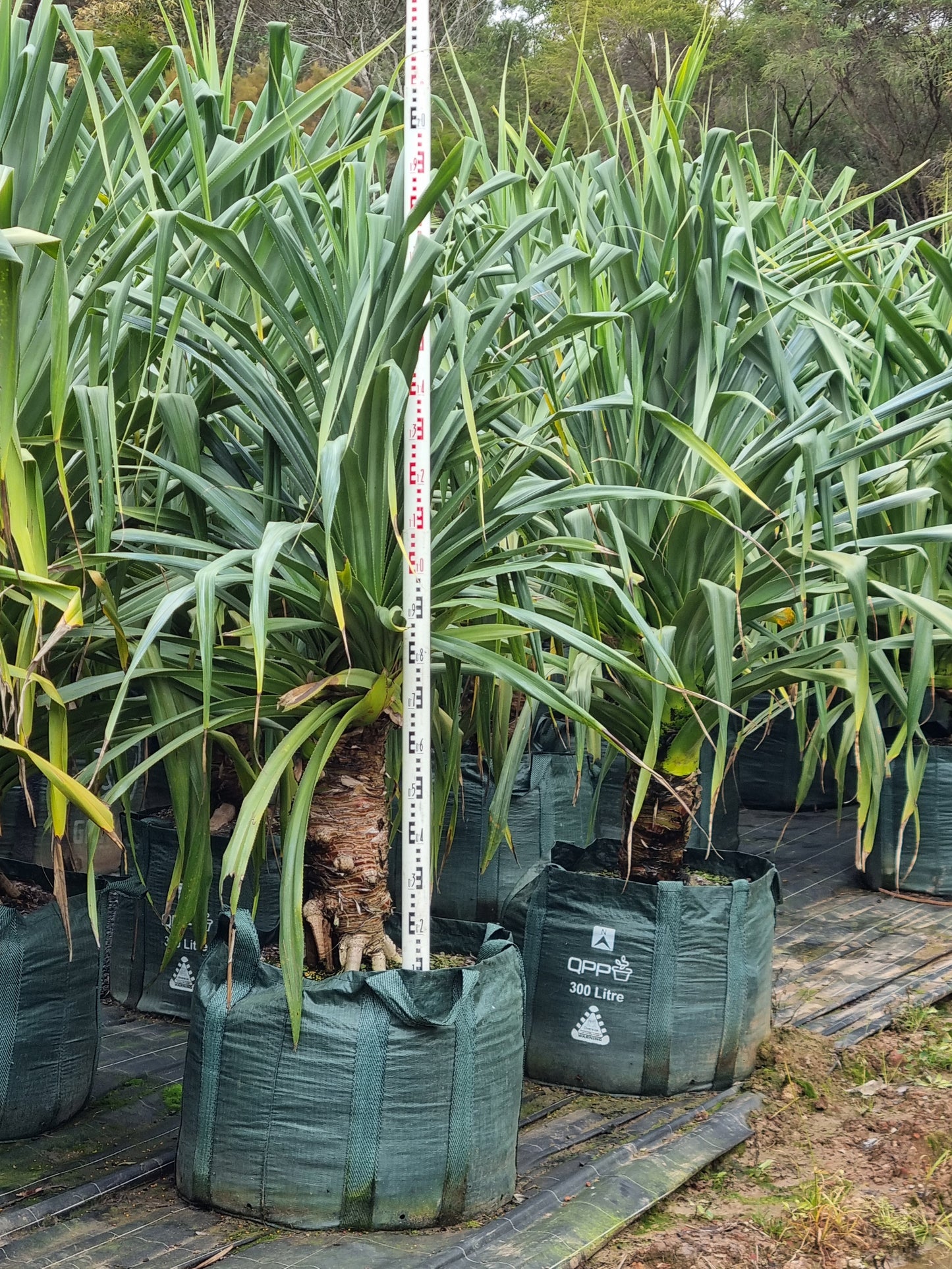 Screw Pine - Pandanus pedunculatus