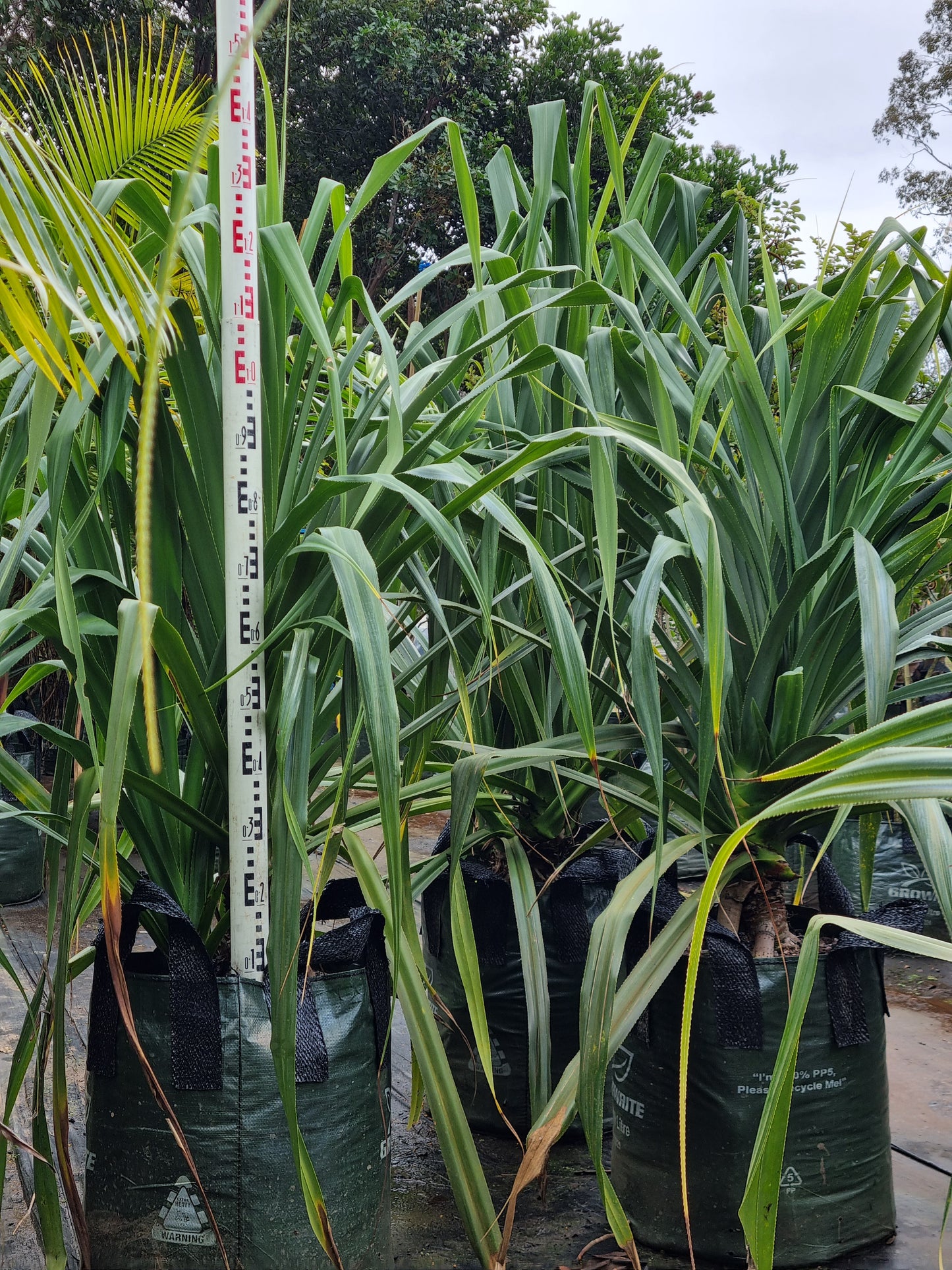 Screw Pine - Pandanus pedunculatus