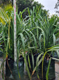 Screw Pine - Pandanus pedunculatus