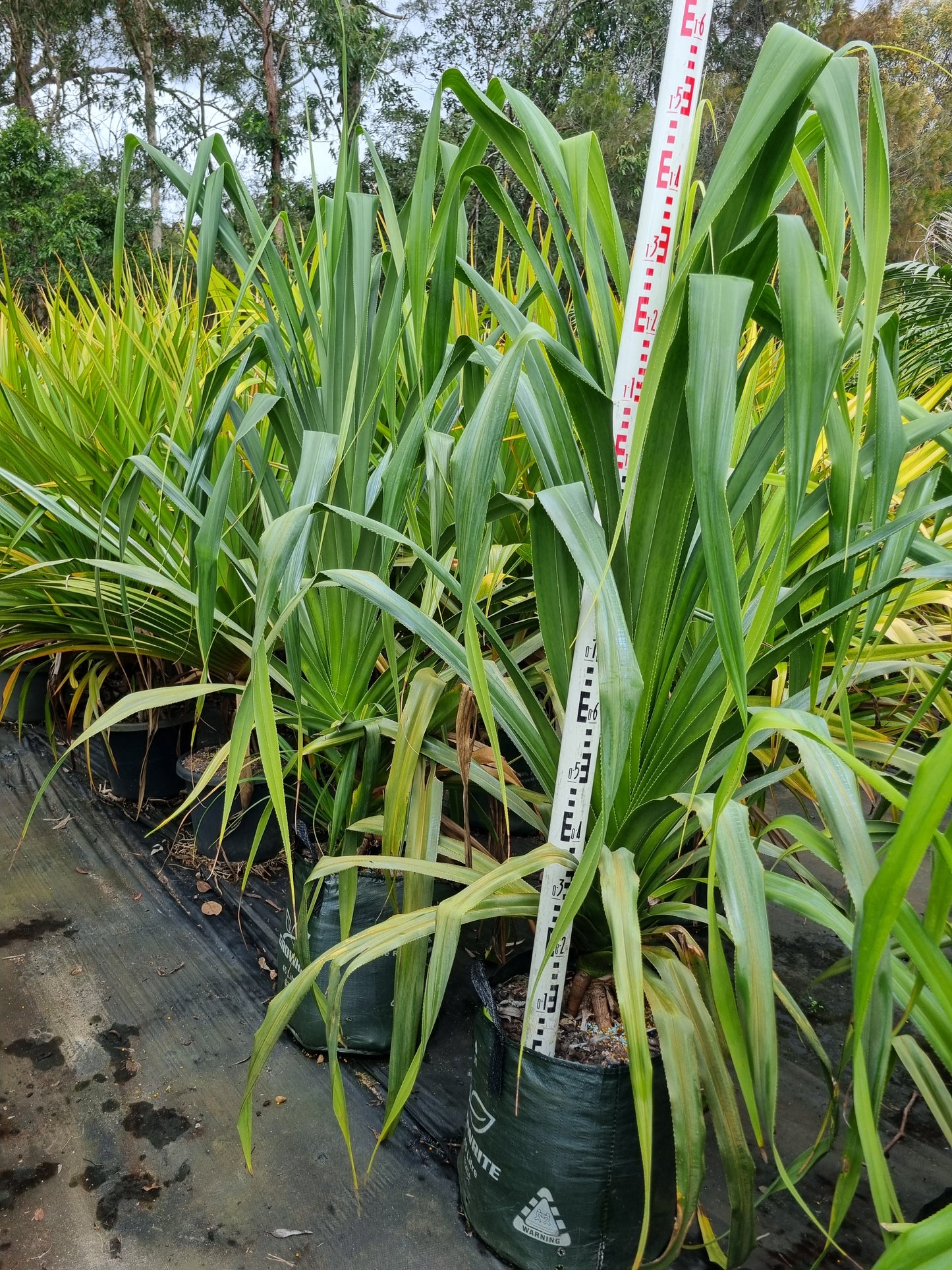 Screw Pine - Pandanus pedunculatus