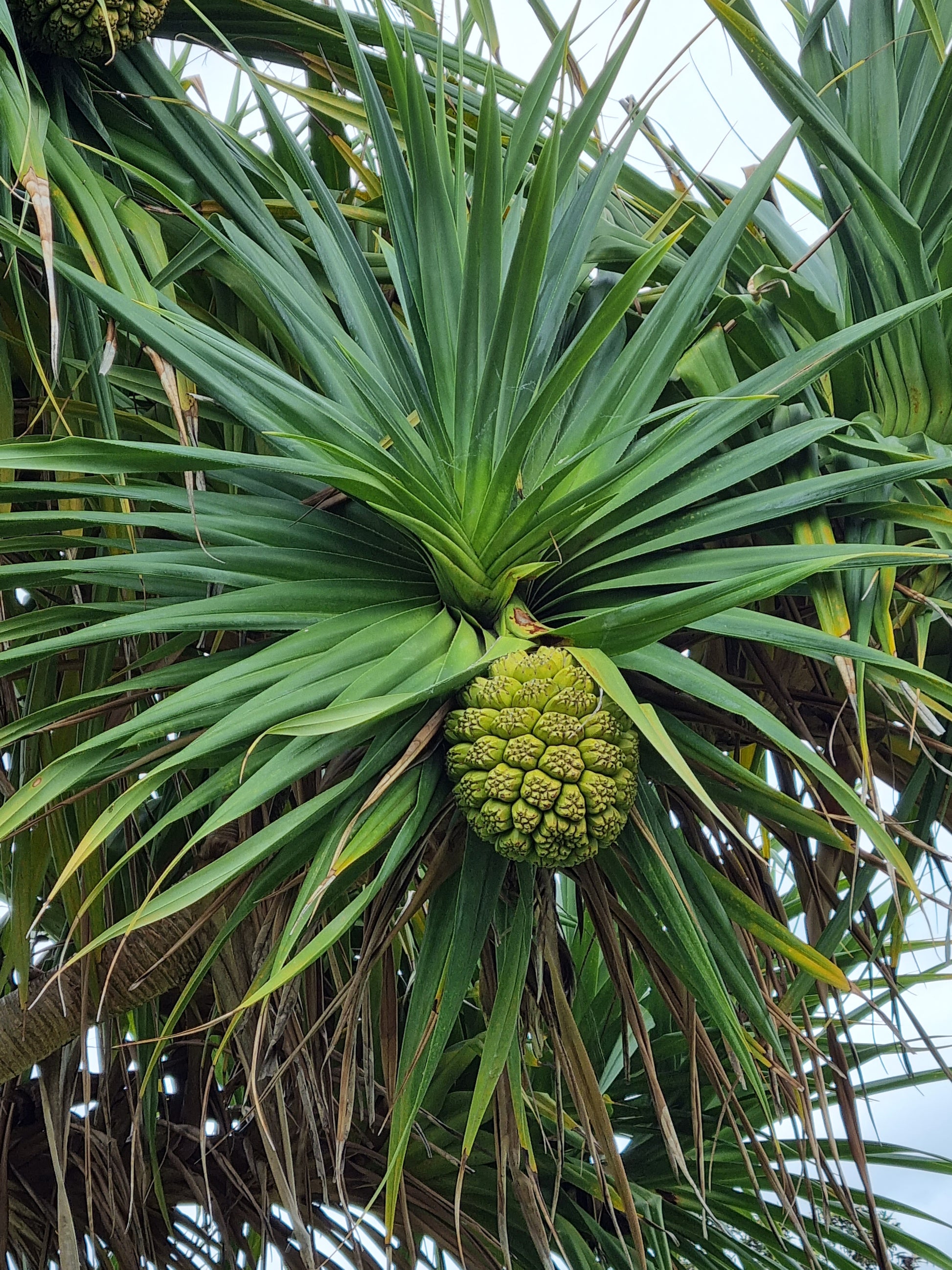 pandanus screw pine fruit on the tree