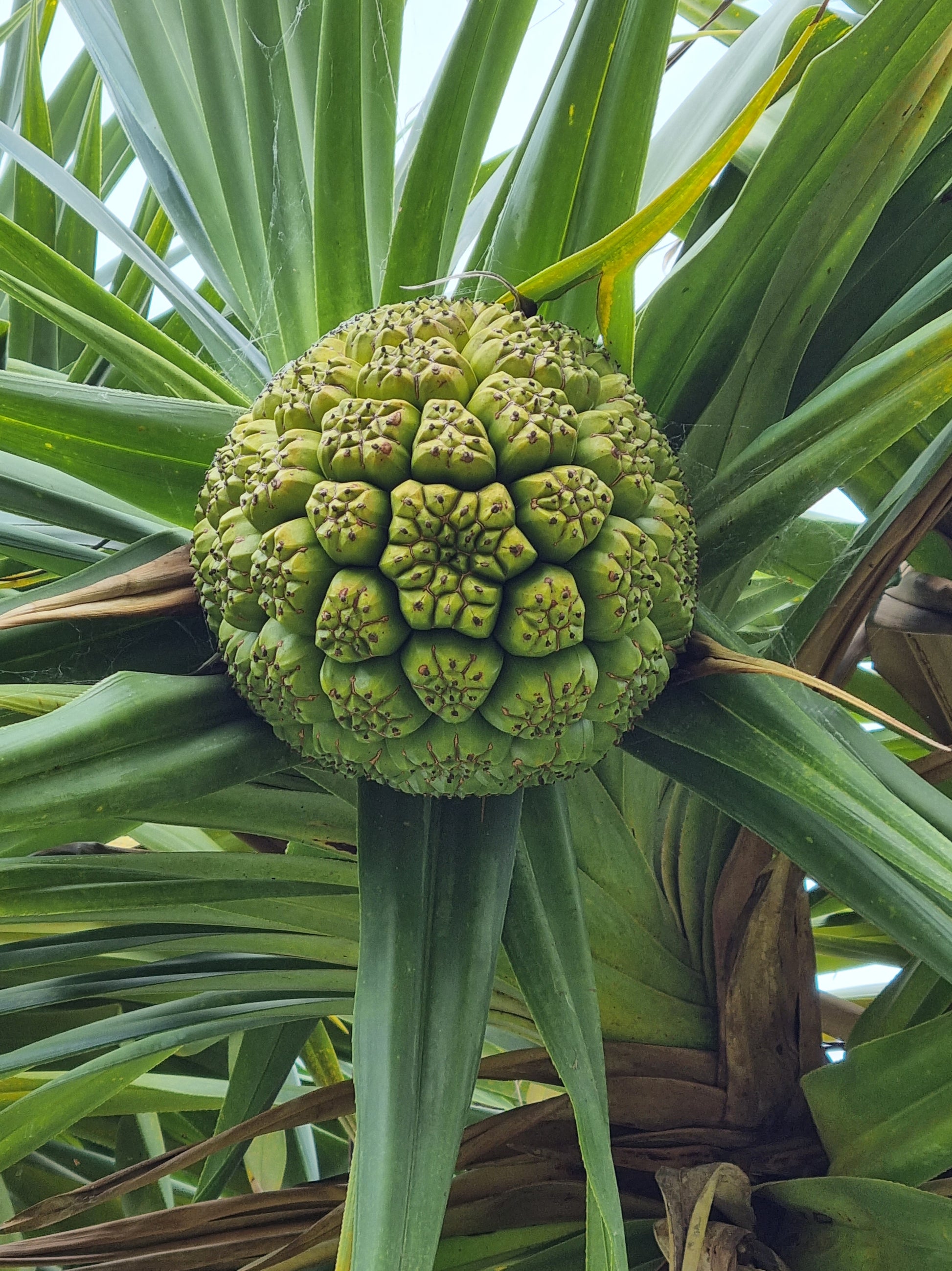 pandanus screw pine fruit shape, size and pattern