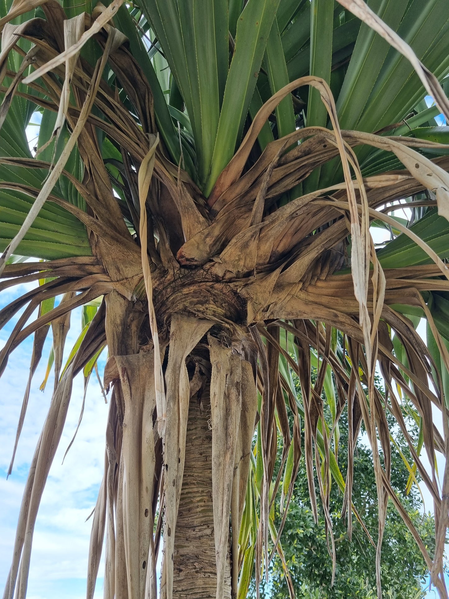 pandanus screw pine tree trunk with old leaves