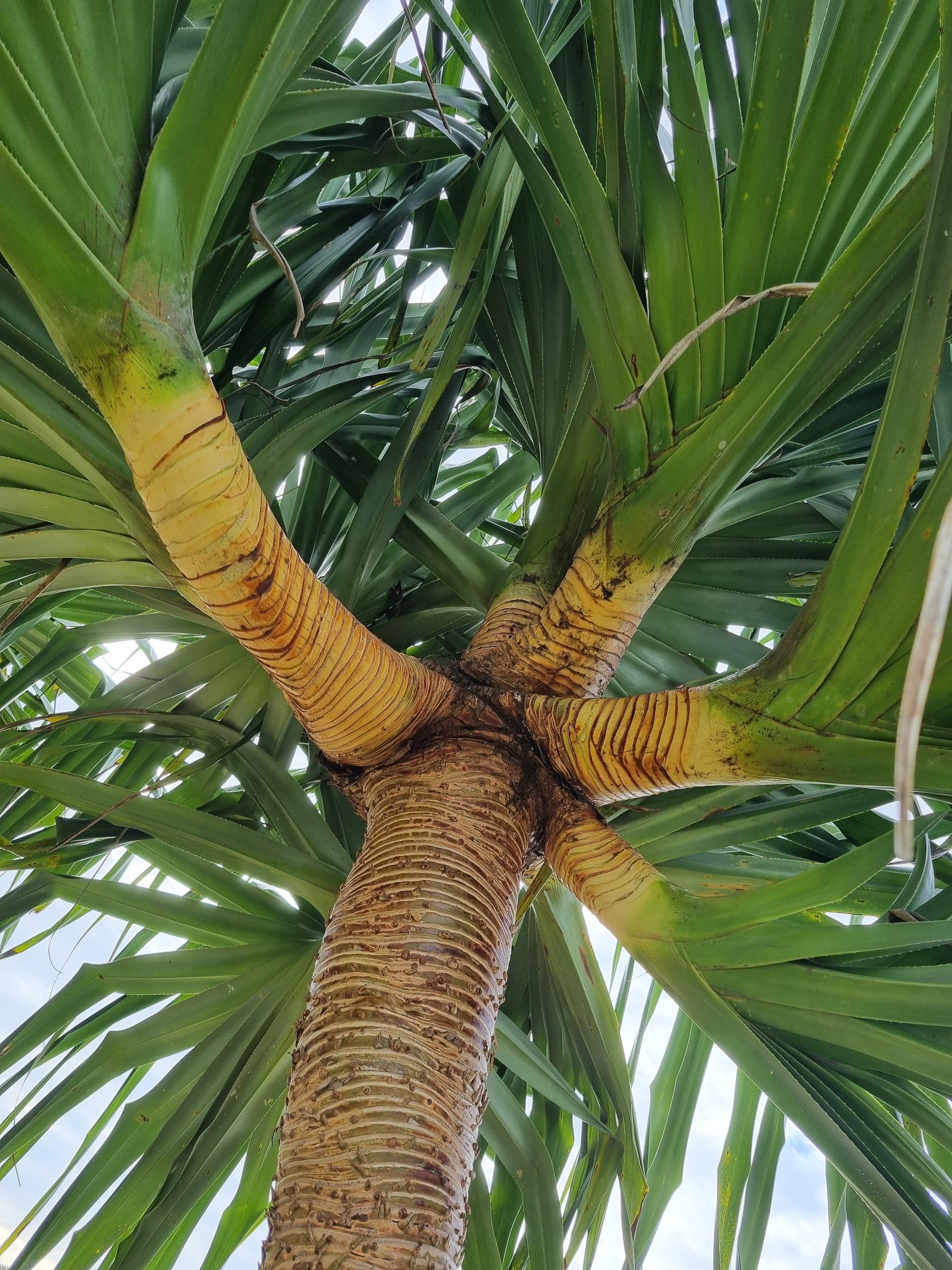 pandanus screw pine trunk that has been cleaned of old leaves