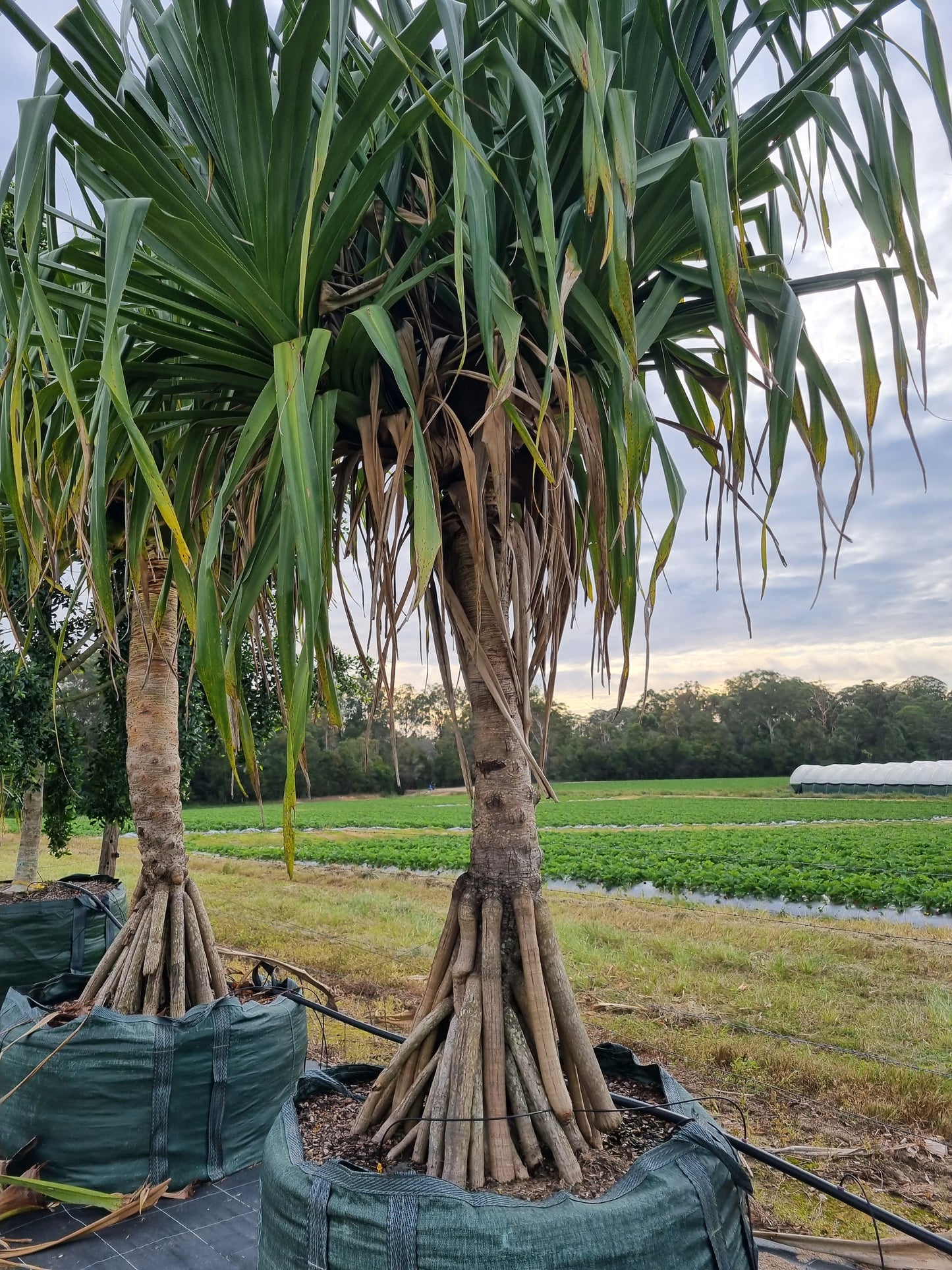 pandanus screw pine tree in a 1000L bag