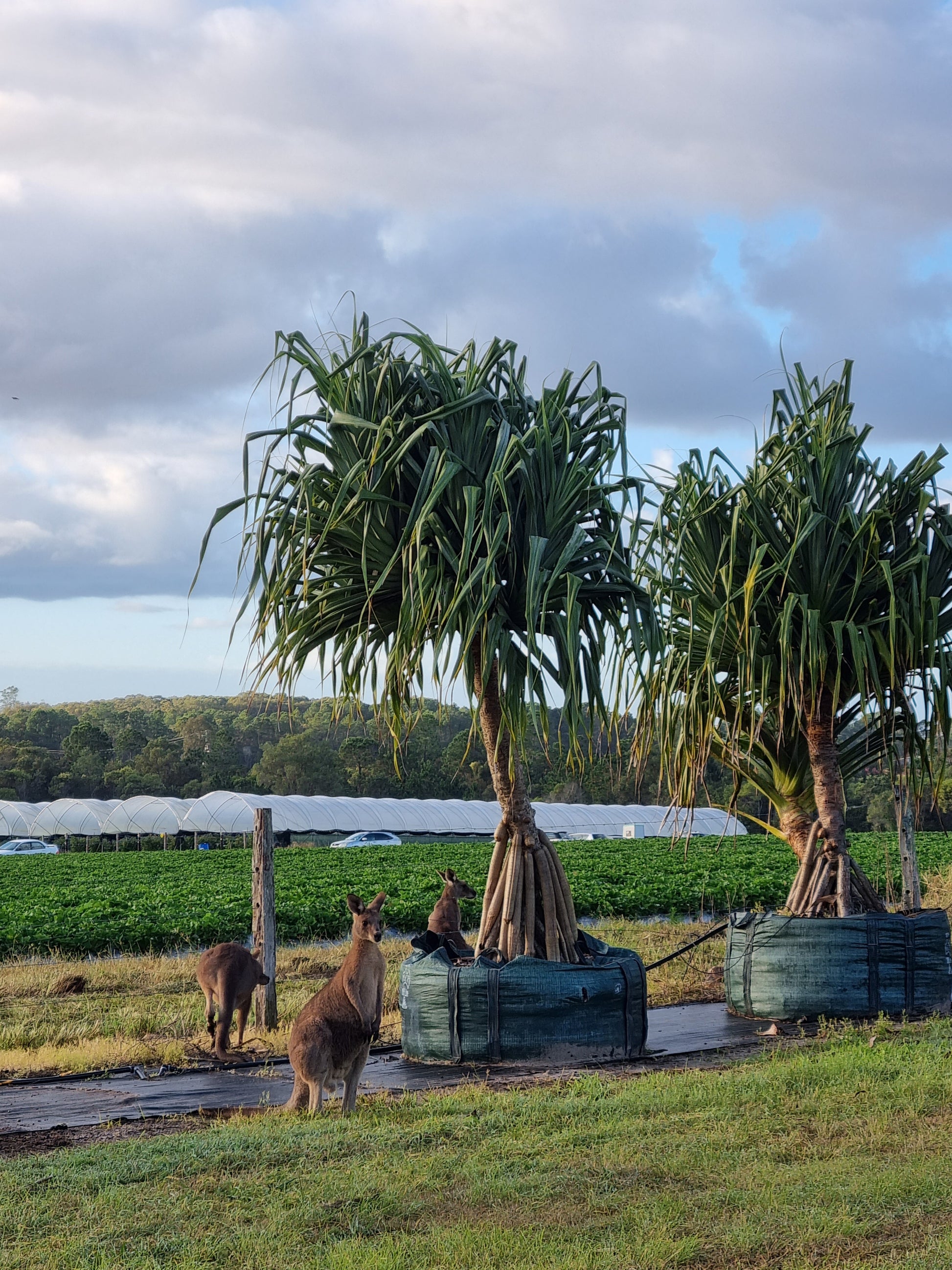 pandanus screw pine tree with kangaroos sitting next to it