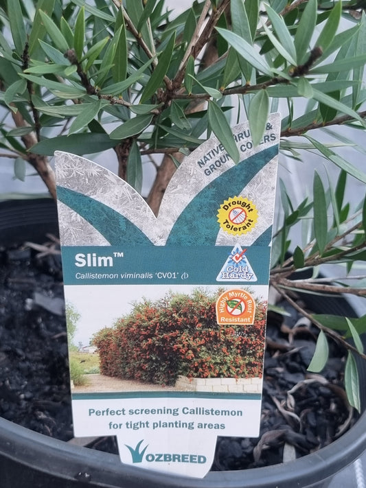 'Slim' Bottlebrush – Callistemon viminalis 'Slim'