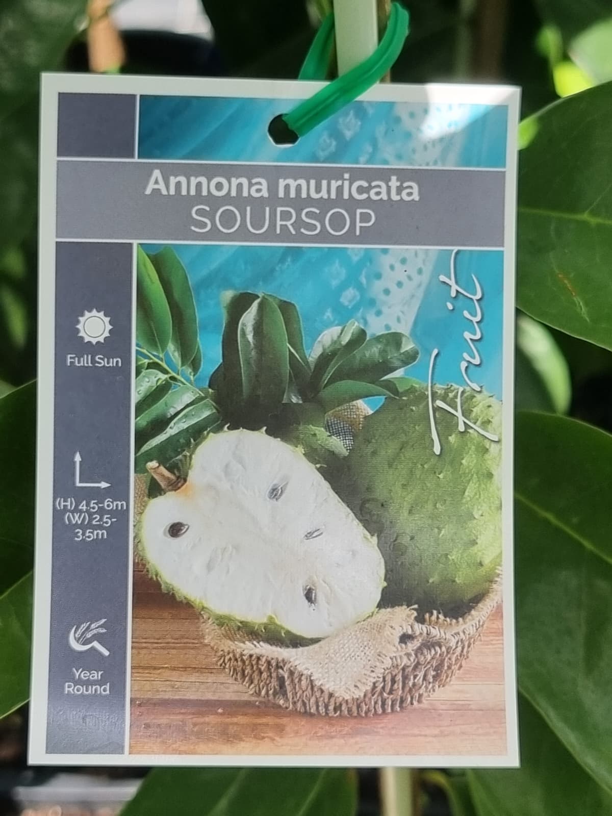 Soursop fruit ideal for tropical climate, good fruit tree for Brisbane