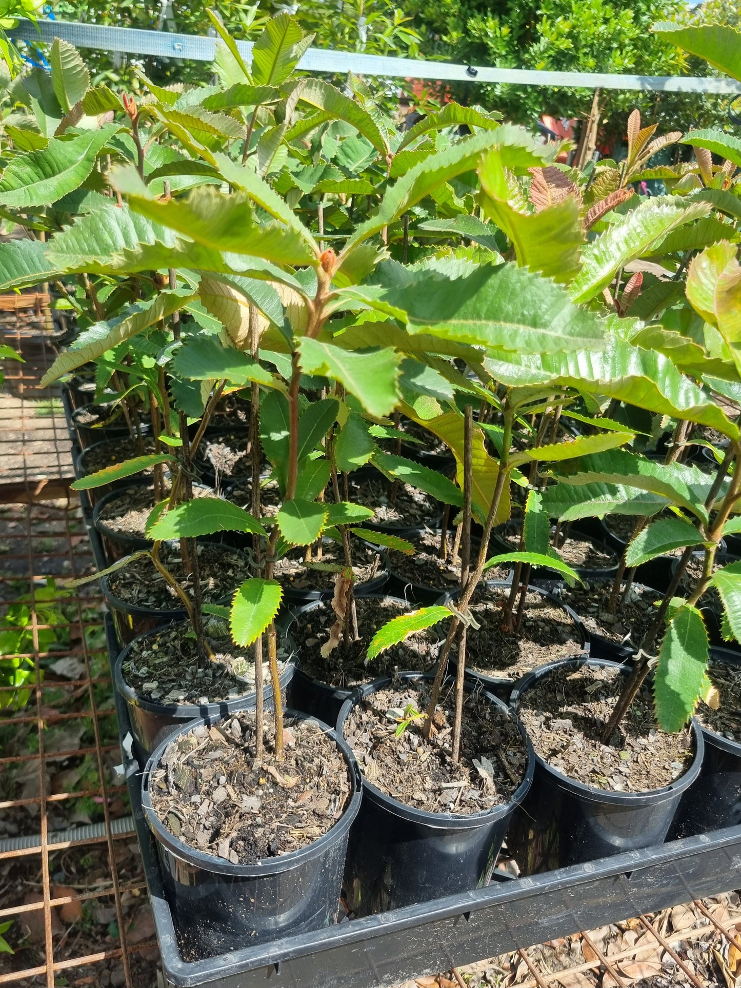 Swamp Banksia - Banksia robur