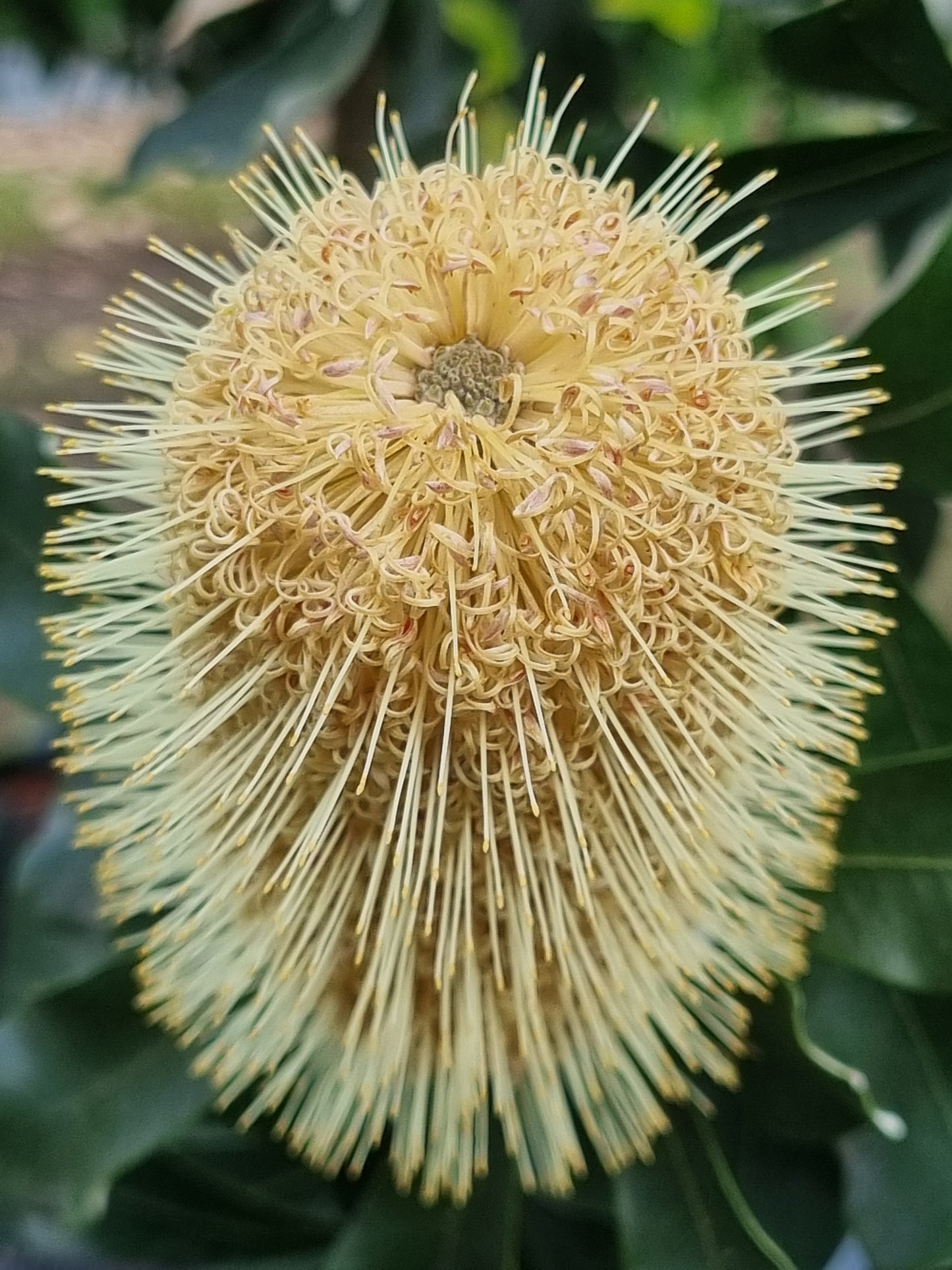 Swamp Banksia - Banksia robur