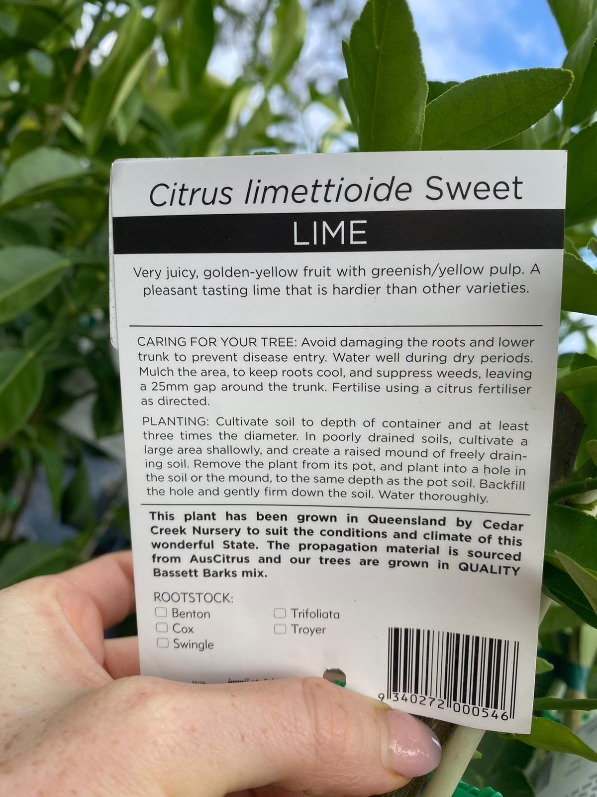 Sweet lime has a pleasant lime taste and hardier than other varieties
