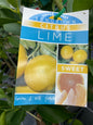Sweet lime, low acidity fruit perfect for eating or juicing