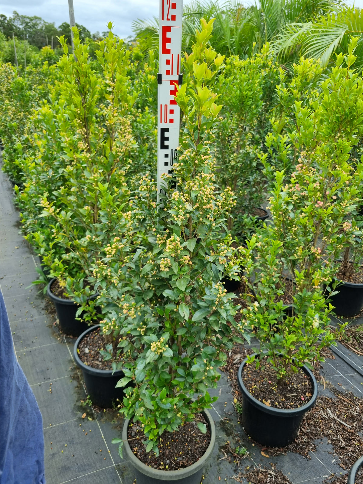 Lilly Pilly Hinterland Gold - Syzygium Hinterland Gold – Delivertree