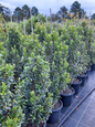 Lilly Pilly Hinterland Gold in a 300mm pot