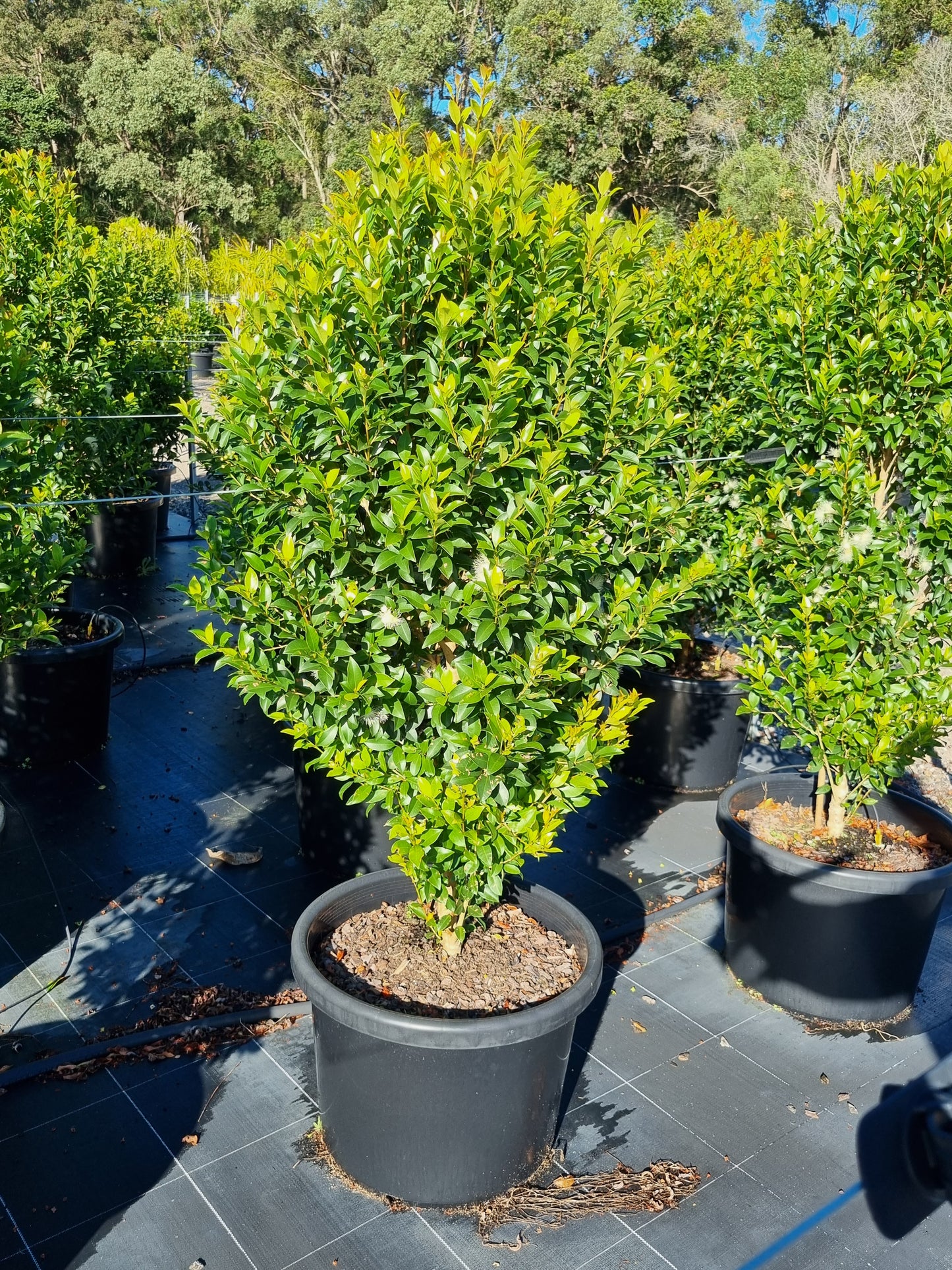 Lilly Pilly Hinterland Gold - Syzygium Hinterland Gold - Delivertree