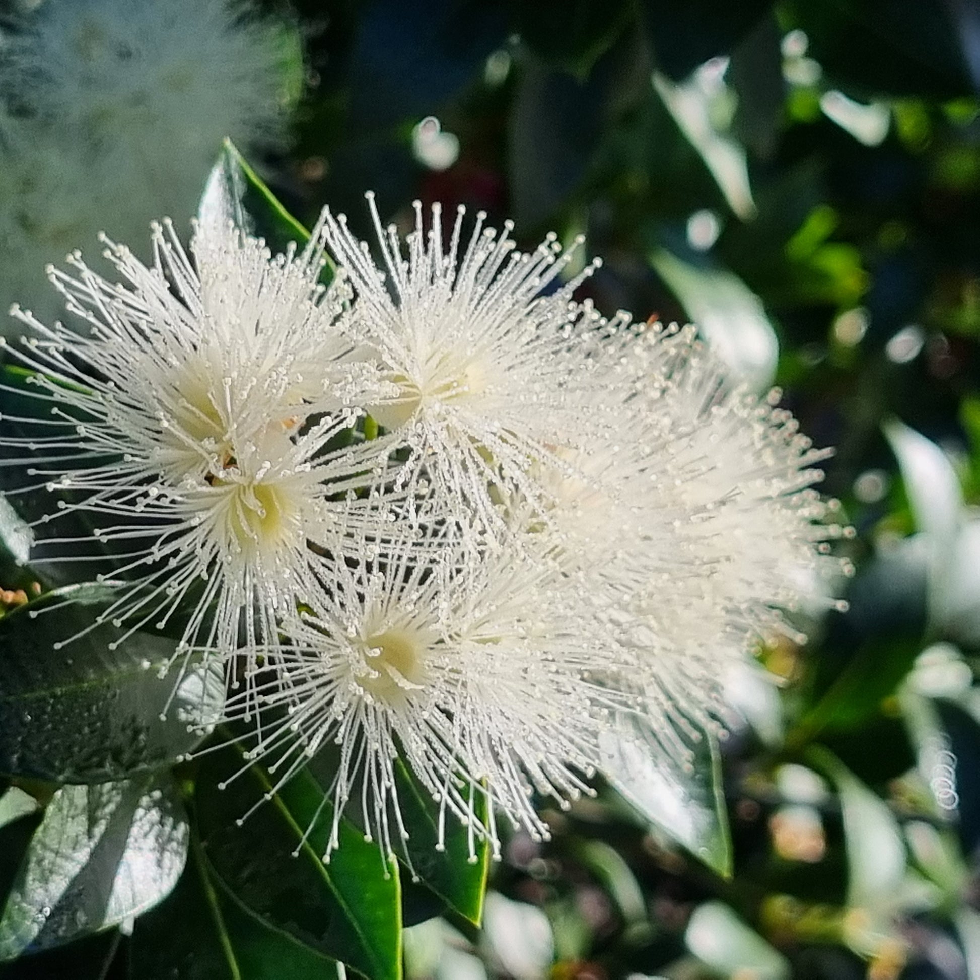 Lilly Pilly Hinterland Gold - Syzygium Hinterland Gold - Flowers