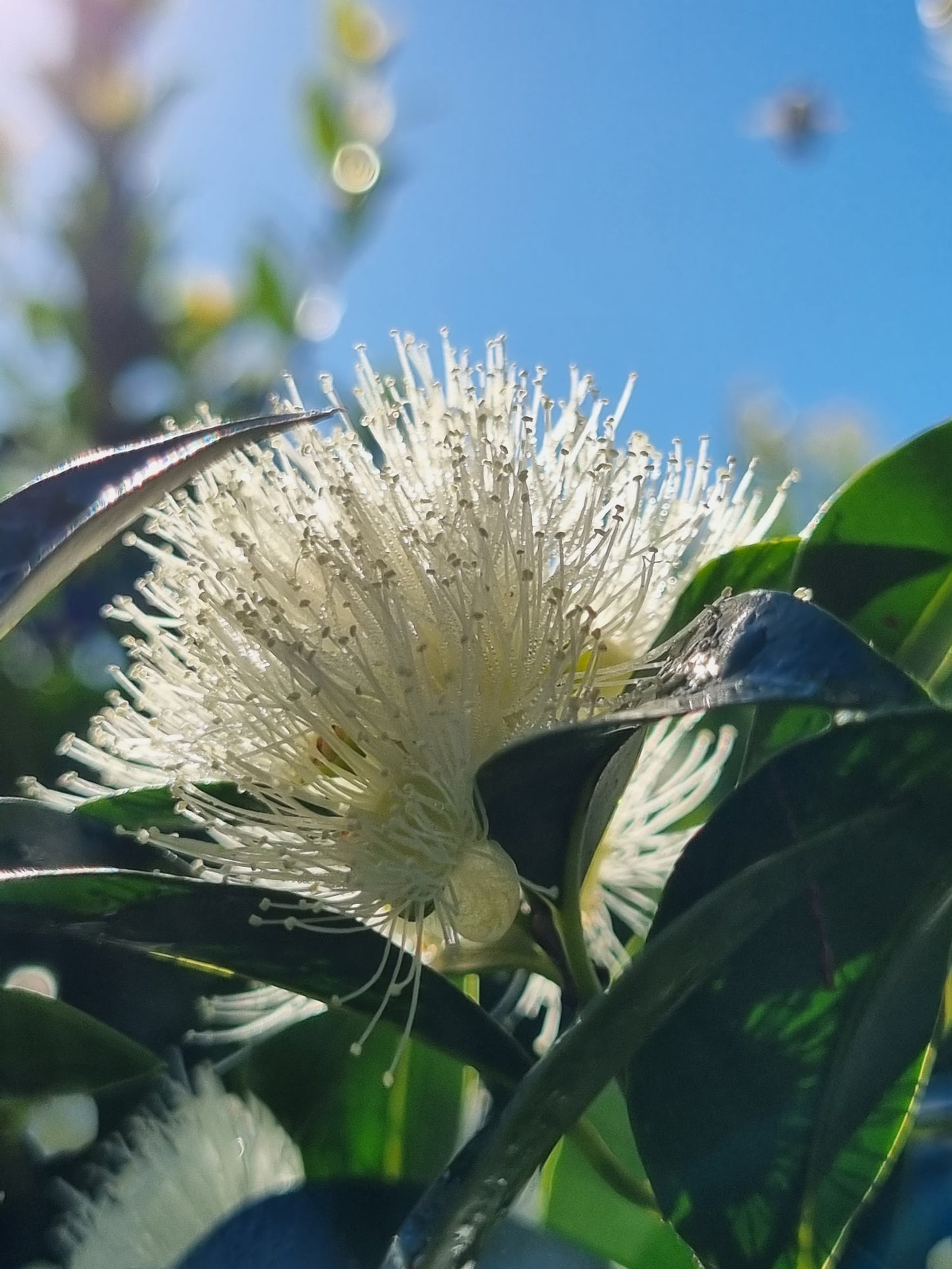 Lilly Pilly Hinterland Gold - Syzygium Hinterland Gold - Flowers