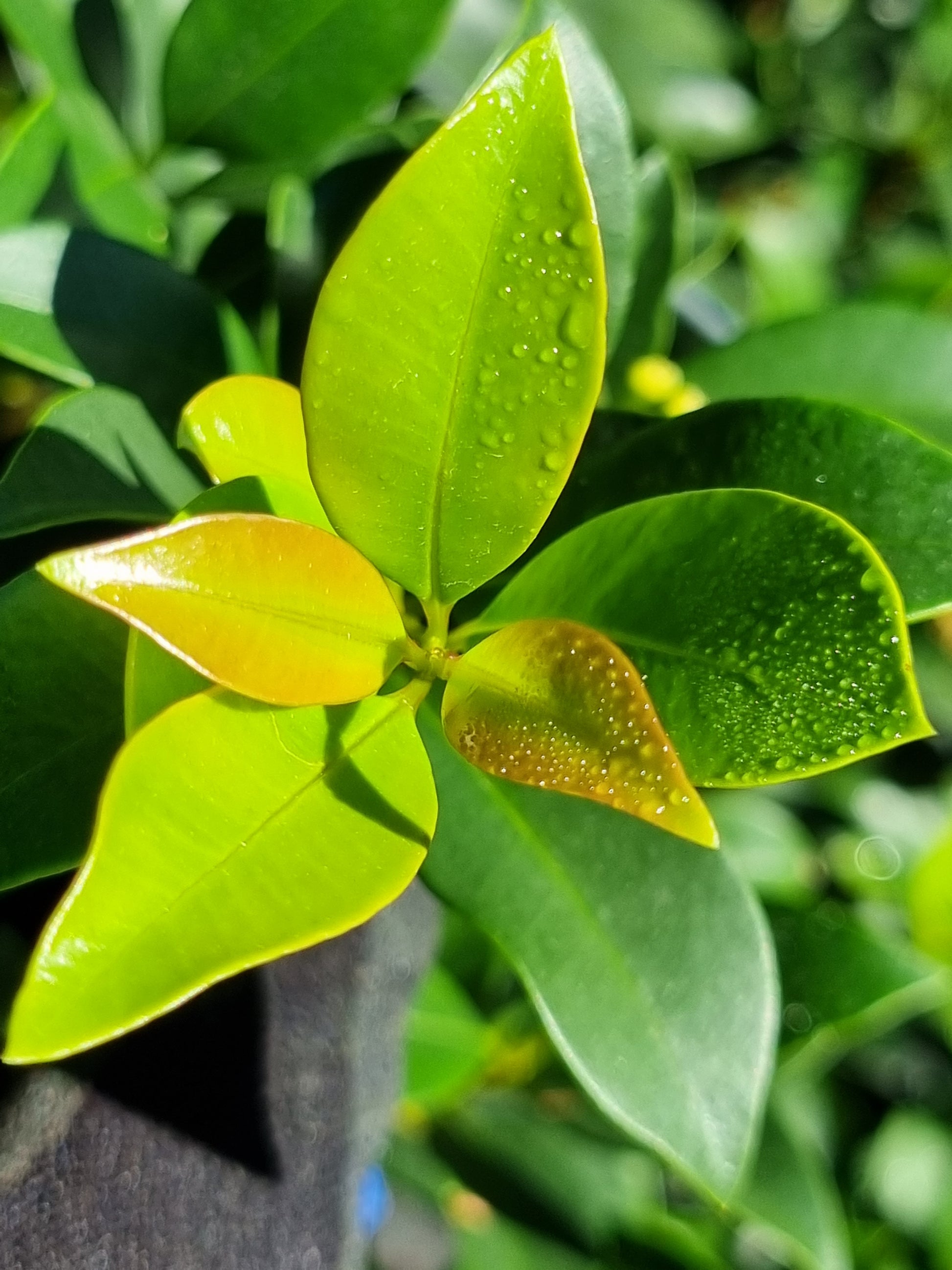 Lilly Pilly Hinterland Gold - Syzygium Hinterland Gold - leaves