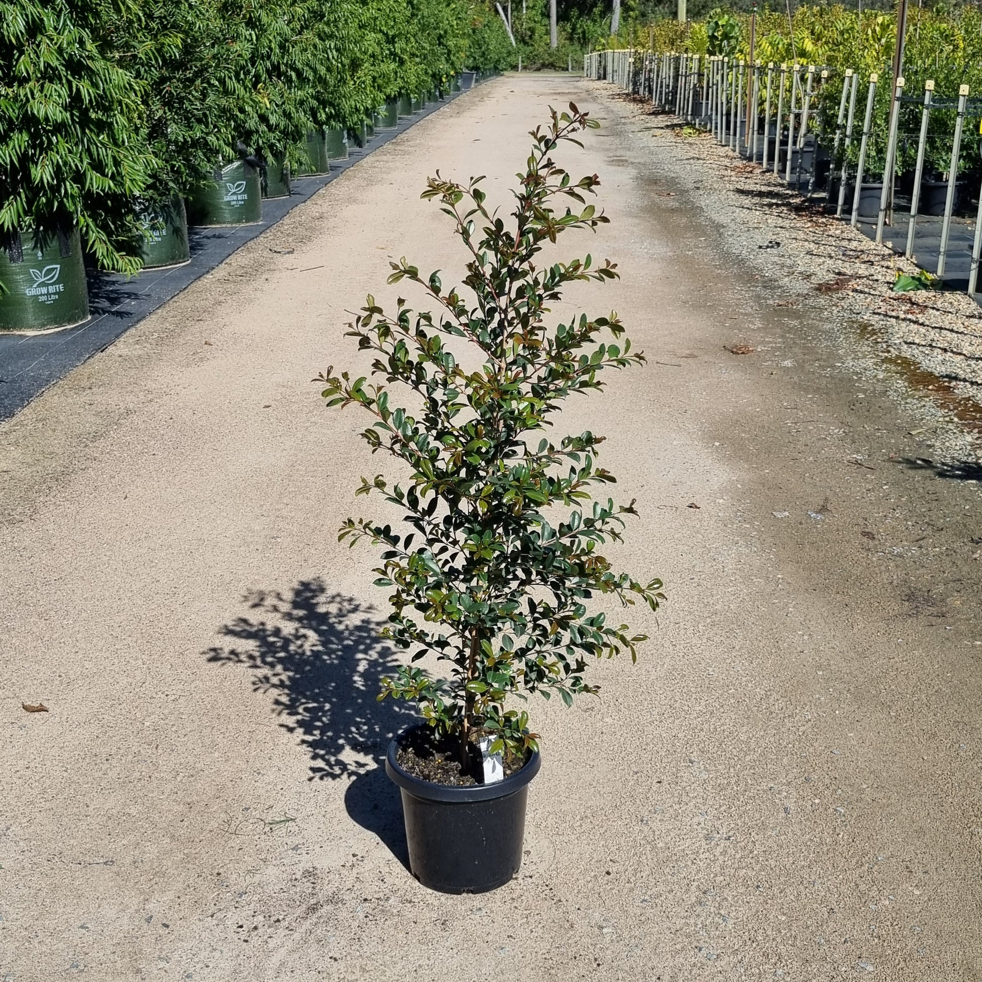 Lilly Pilly Resilience - Syzygium australe 'Resilience' - 300mm pot