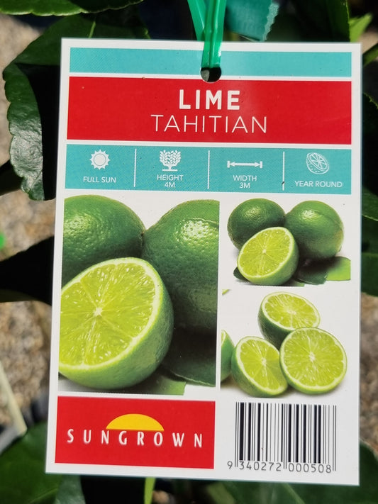 Tahitian Lime - Grafted