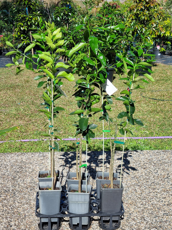 Tahitian Lime Tree – Delivertree