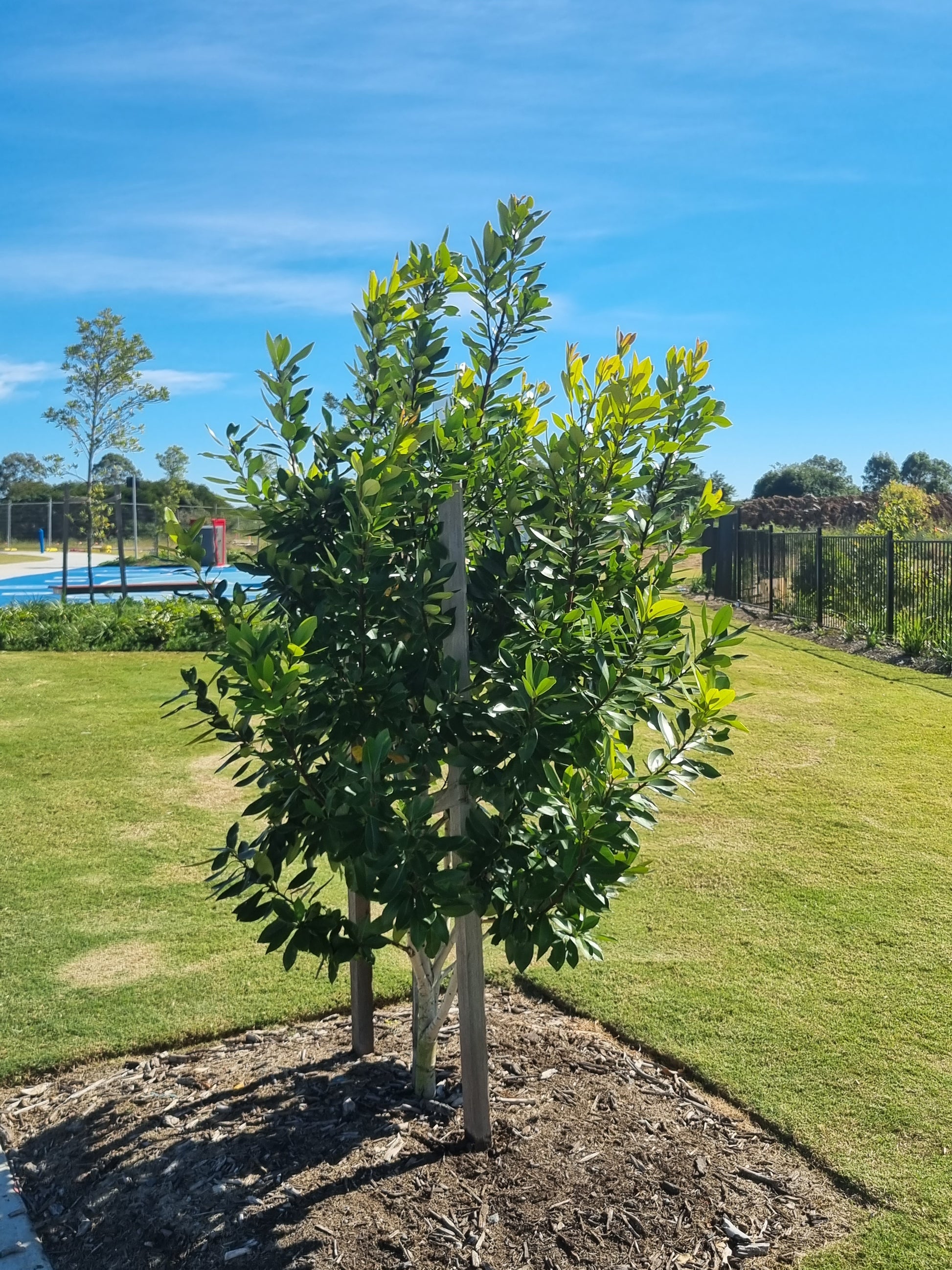 Tristaniopsis Luscious tree in park