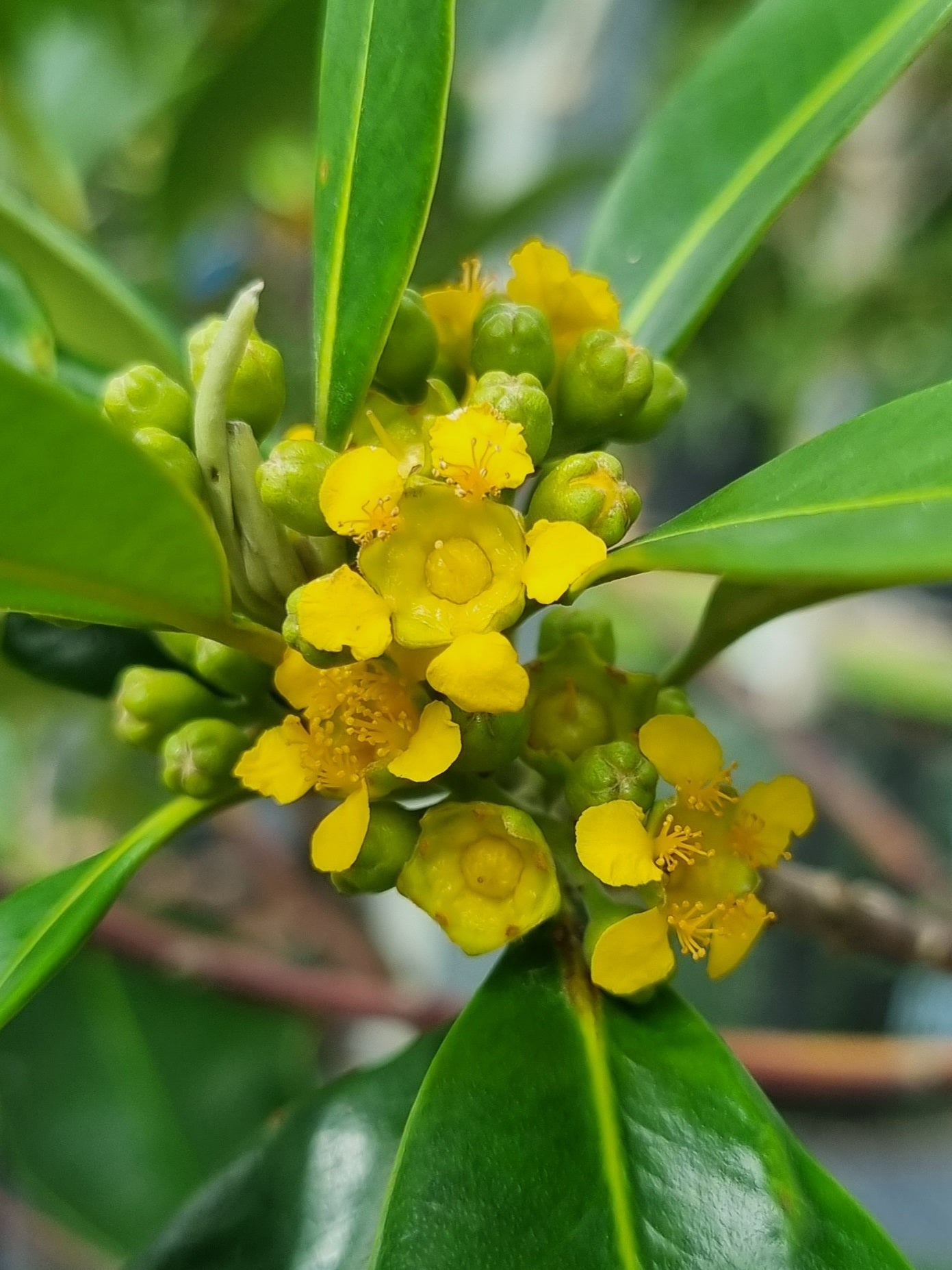 Water Gum - Tristaniopsis laurina 'Luscious' - Delivertree