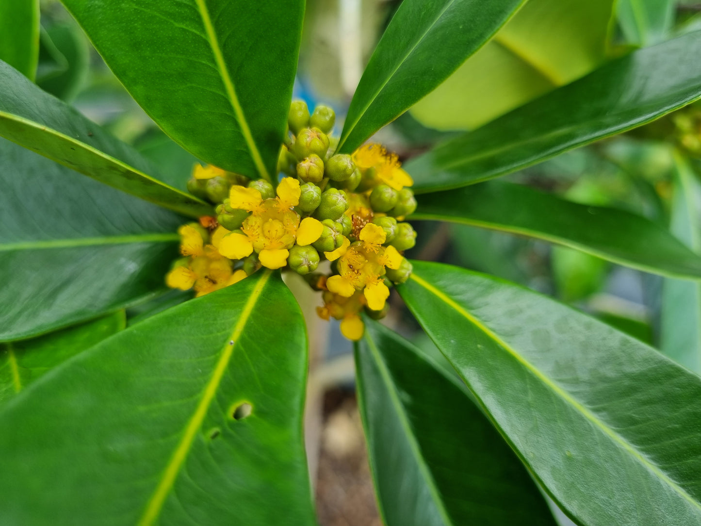 Tristaniopsis luscios flowers Water gum