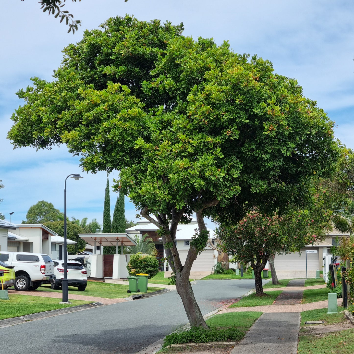 Tuckeroo Tree - Cupaniopsis anacardioides