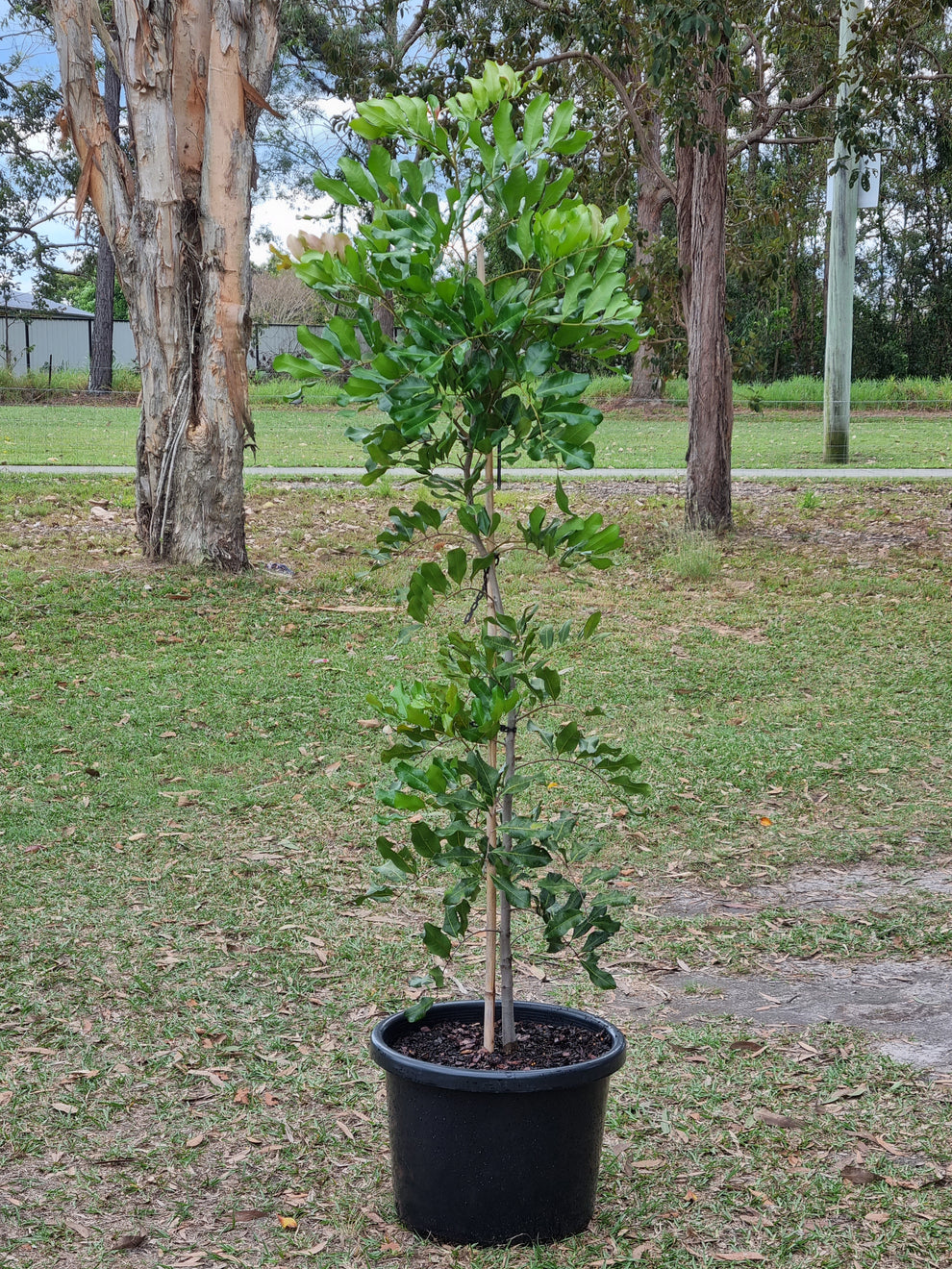 Tuckeroo Tree - Cupaniopsis anacardioides – Delivertree