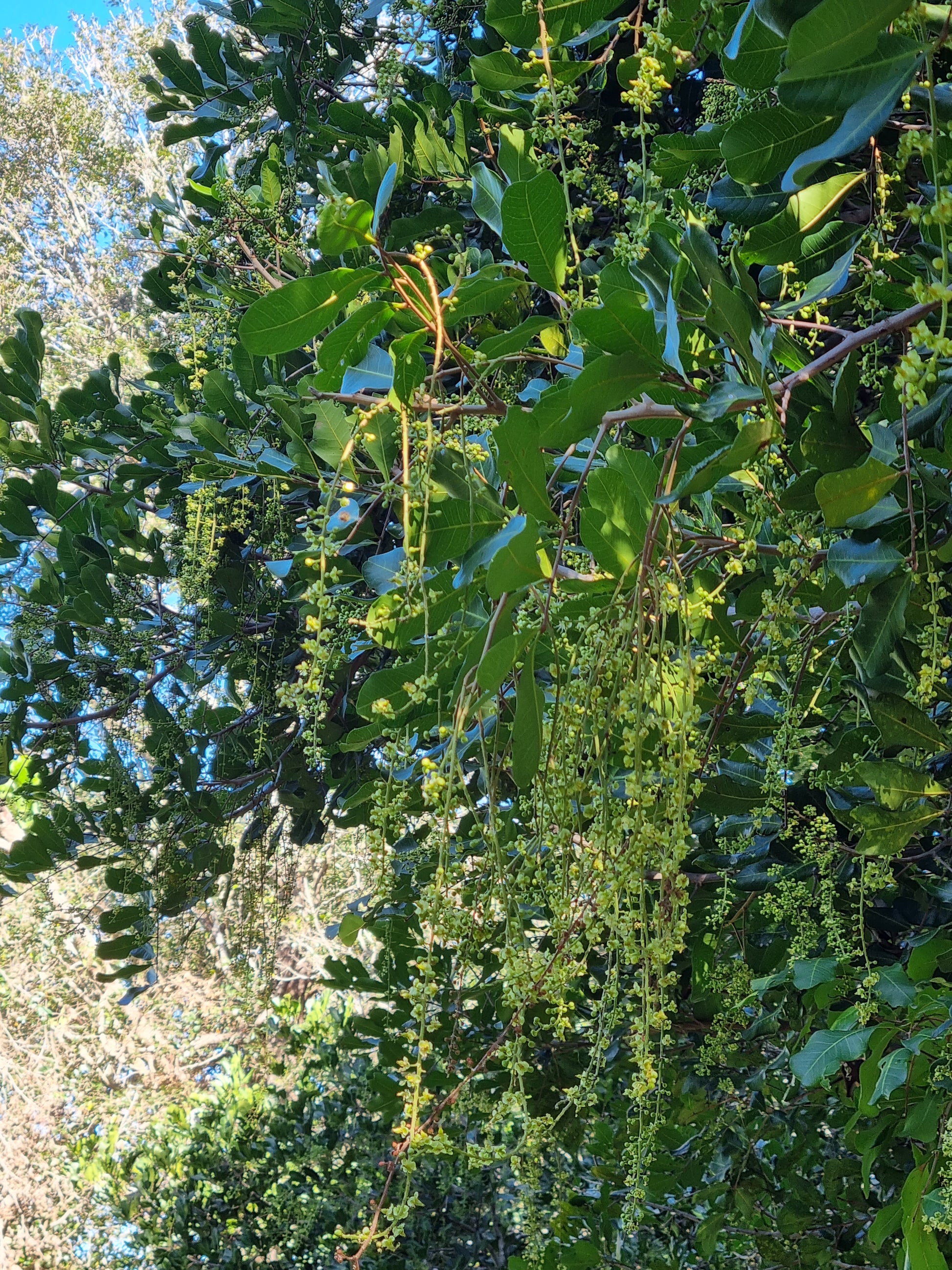 Tuckeroo tree flowering