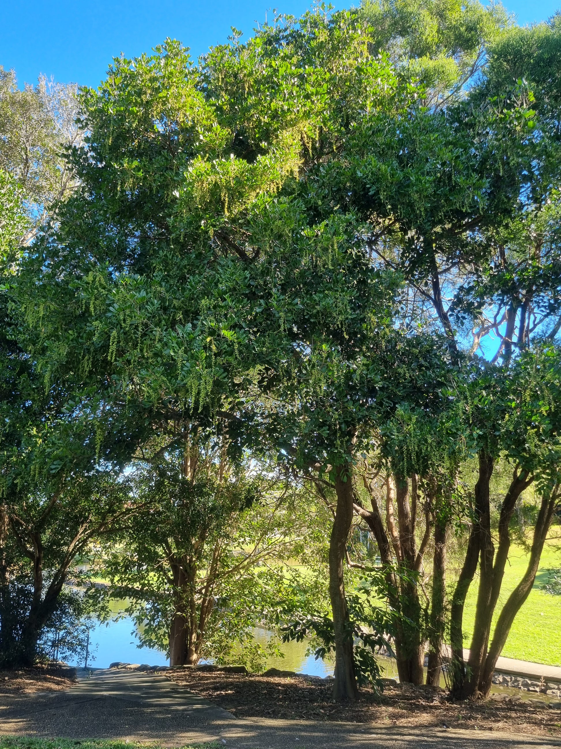 Tuckeroo tree in flower