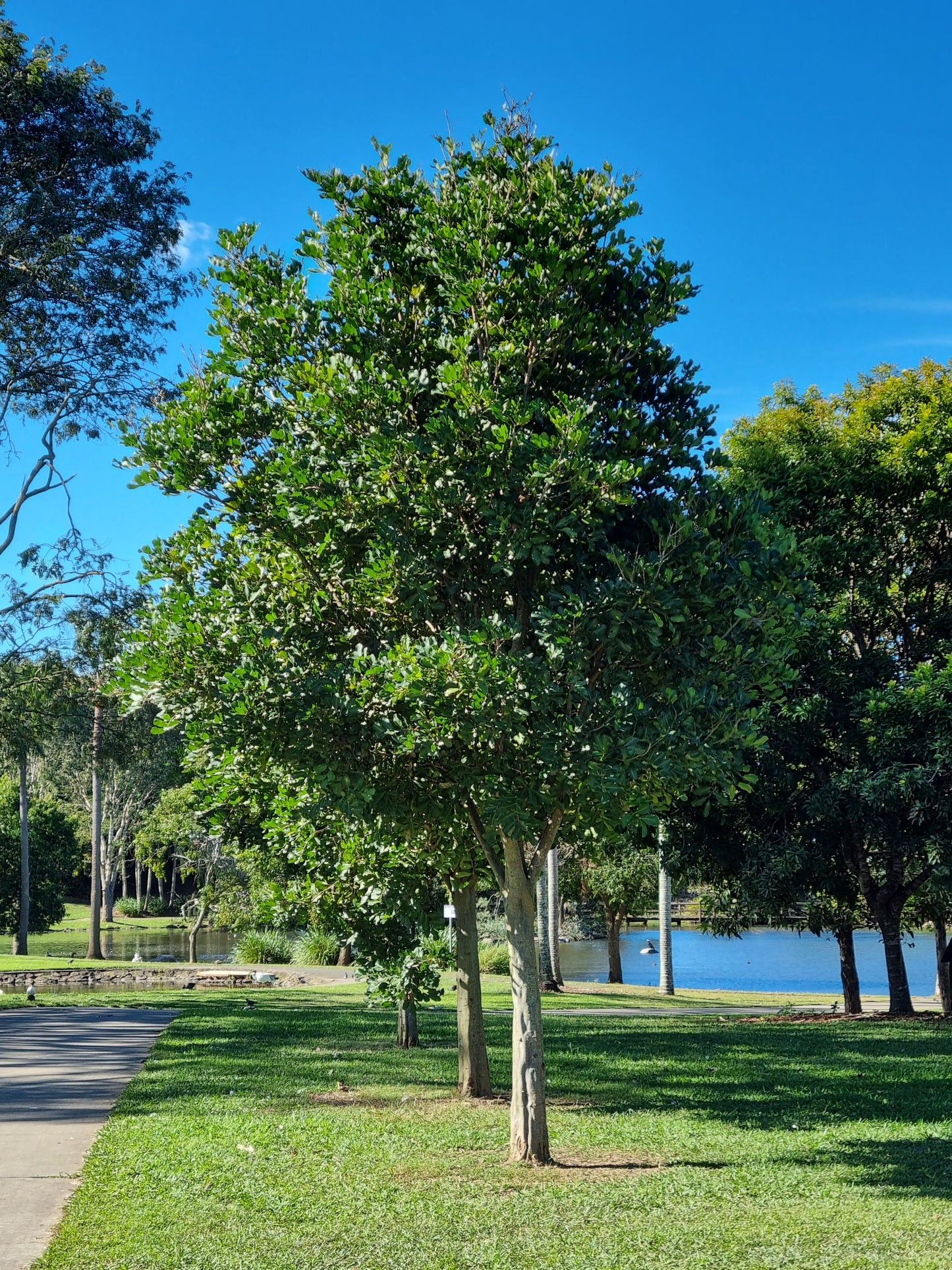 advanced Tuckeroo tree in park