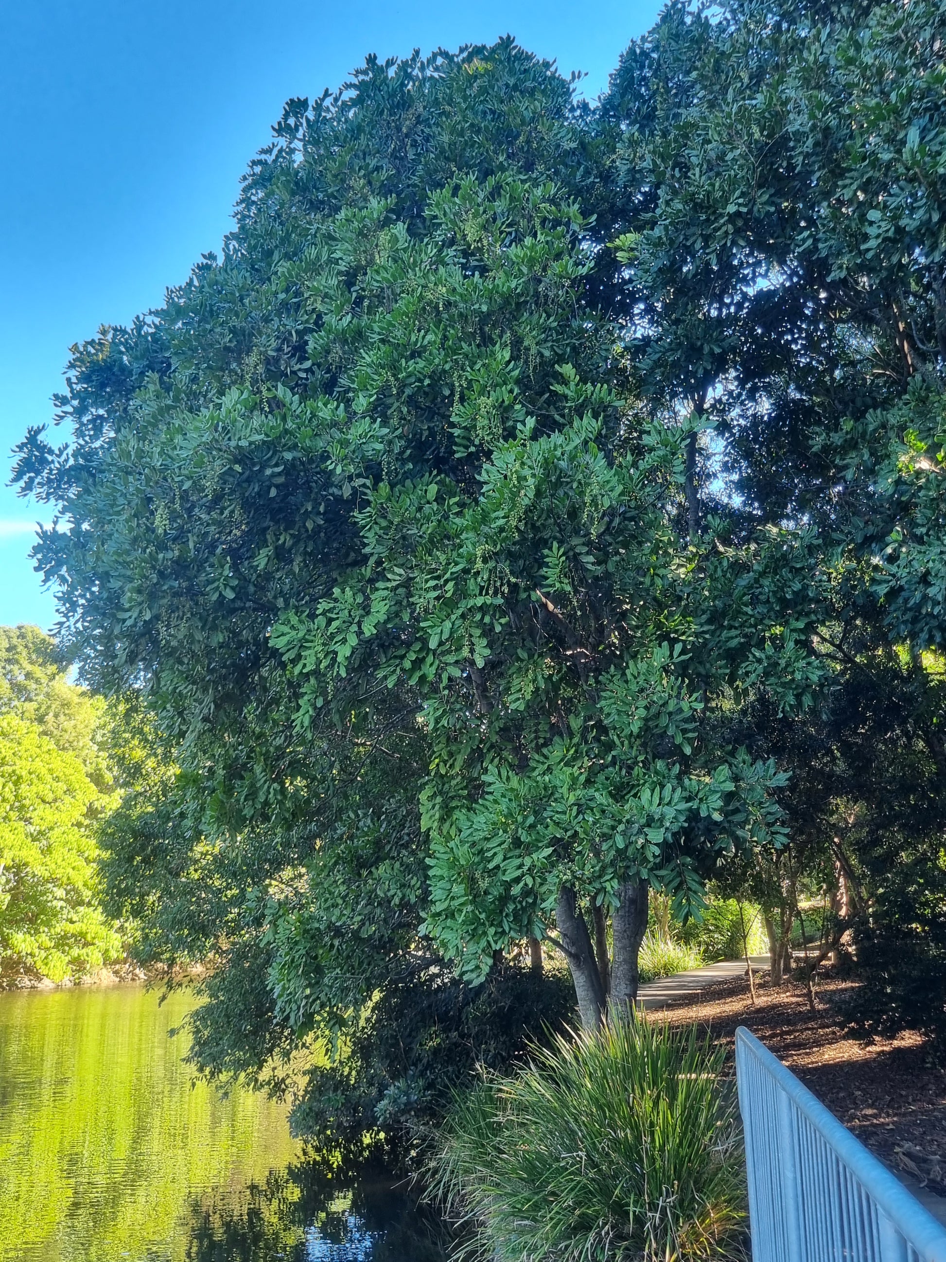 Fully grown Tuckeroo tree next to water