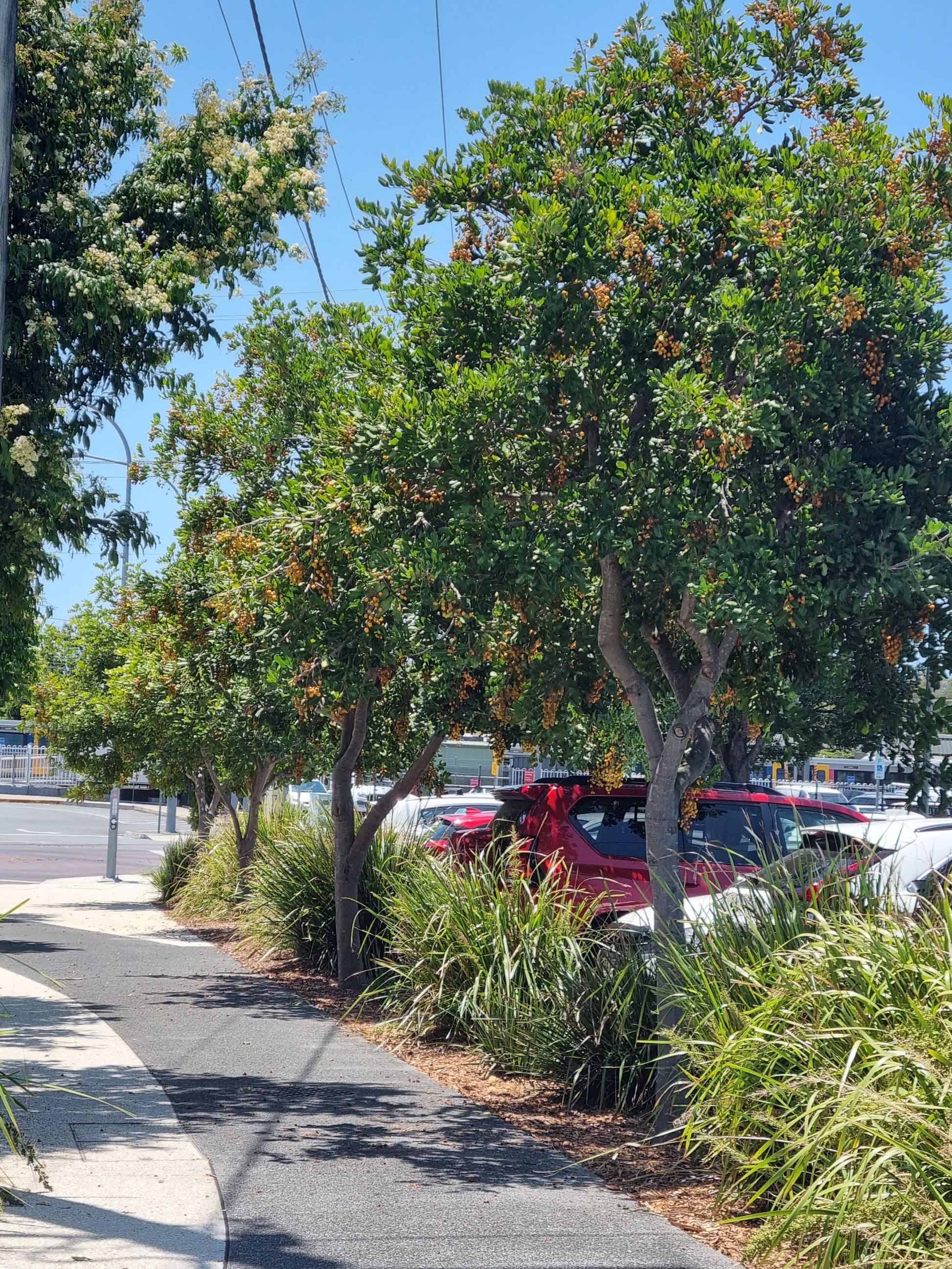 Tuckeroo Street tree - Cupaniopsis anacardioides